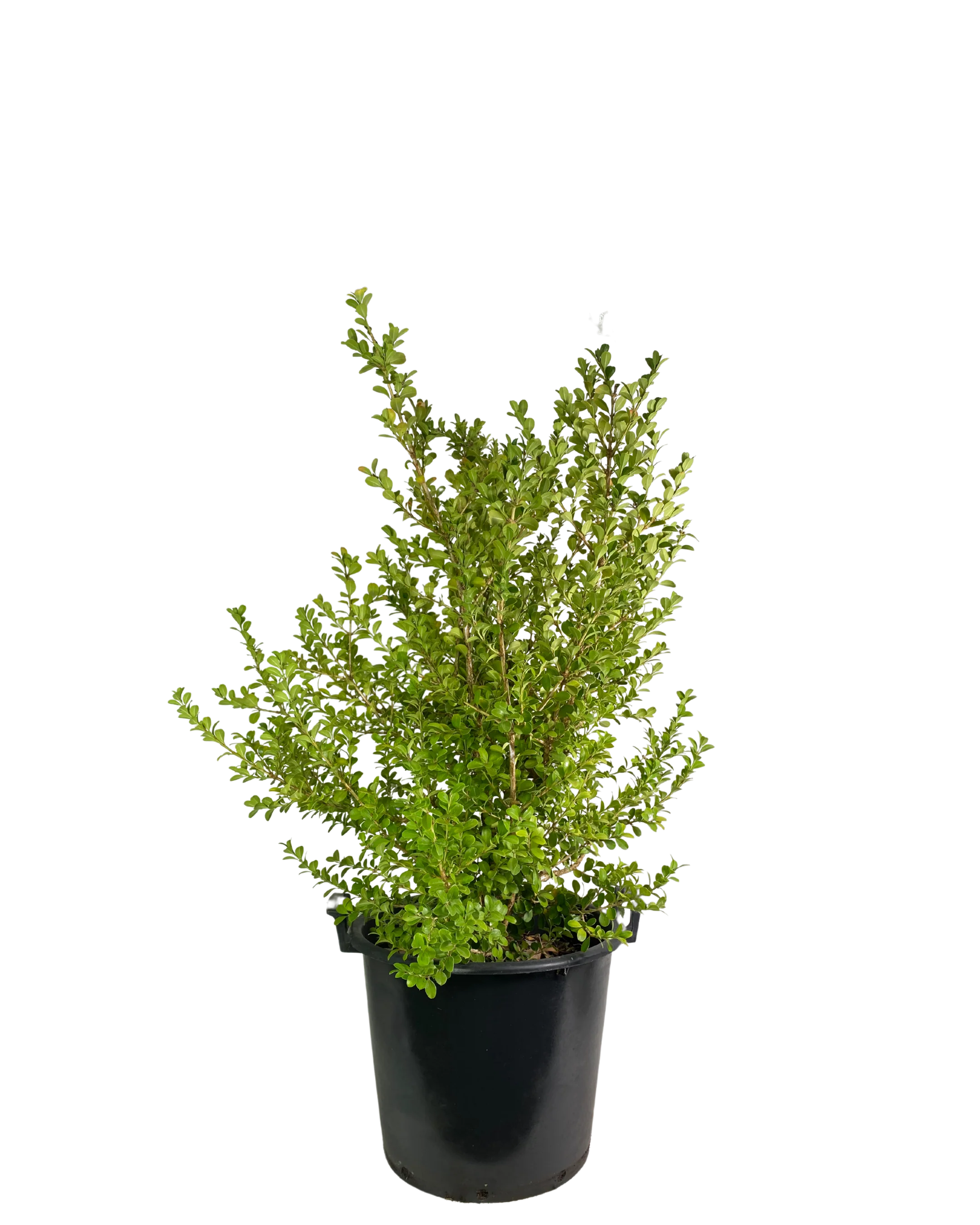 Japanese Box - Buxus Microphylla Japonica