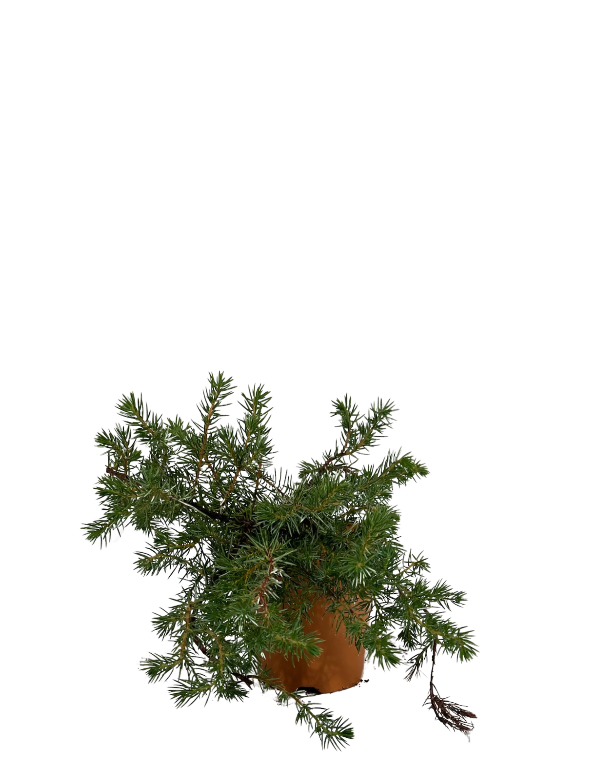 Juniperus Conferta