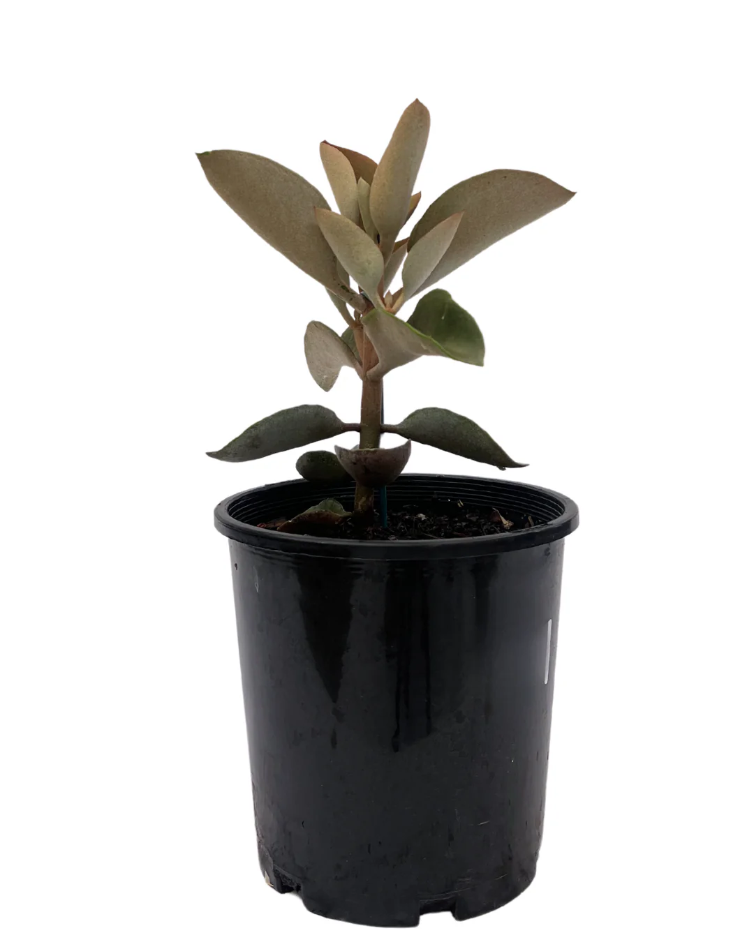 Kalanchoe Copper Spoon