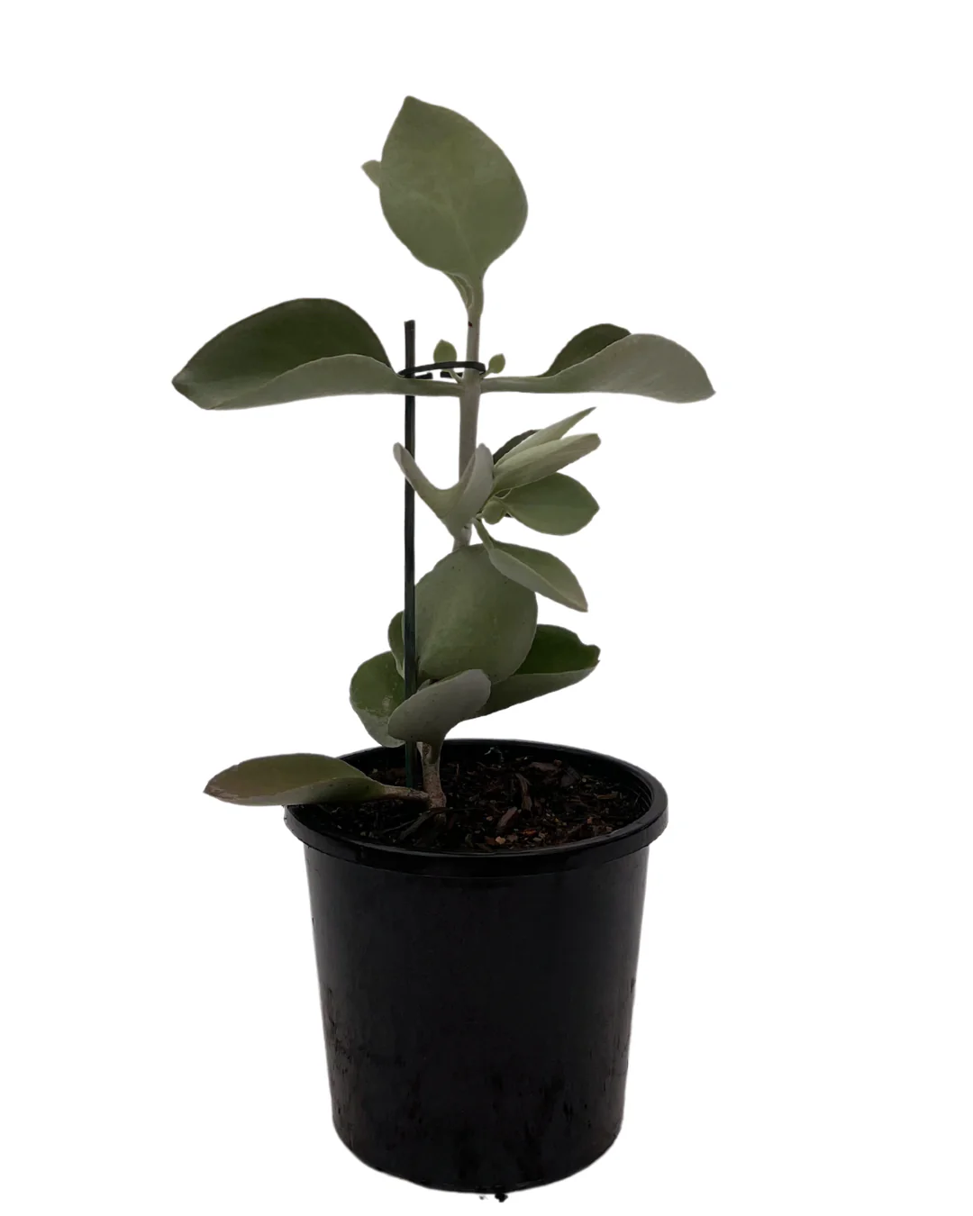 Kalanchoe Silver Spoons