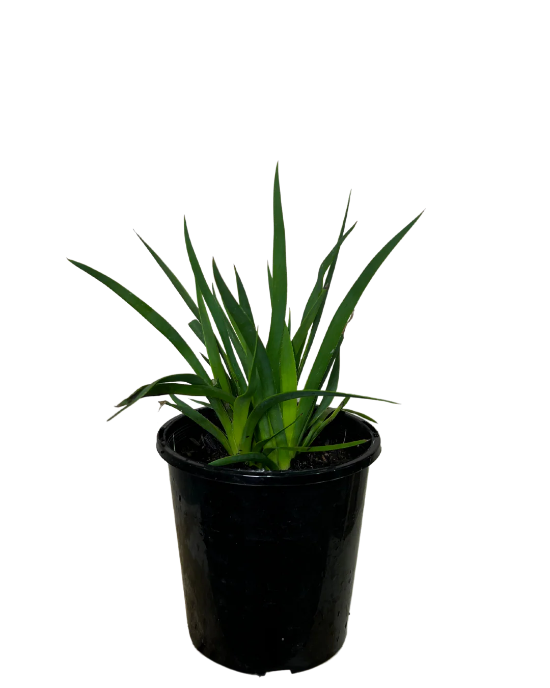 Kangaroo Paw - Anigozanthos Bush Glow