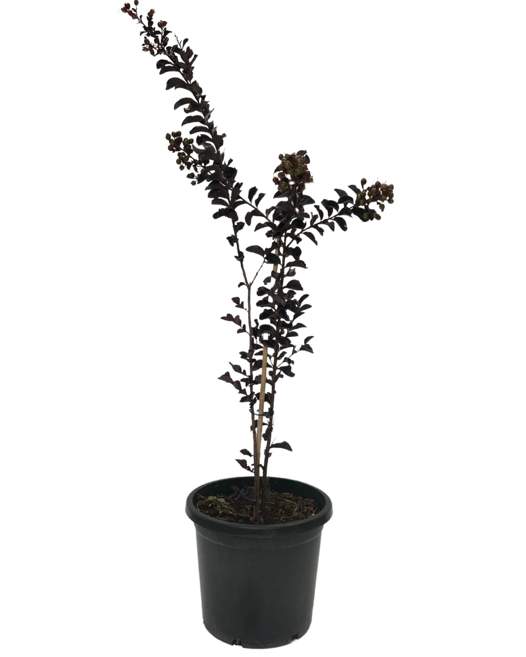 Lagerstroemia Diamonds in the Dark Blush