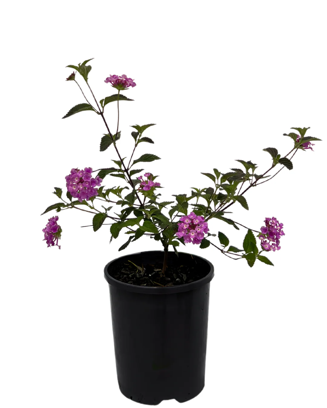 Lantana Montevidensis