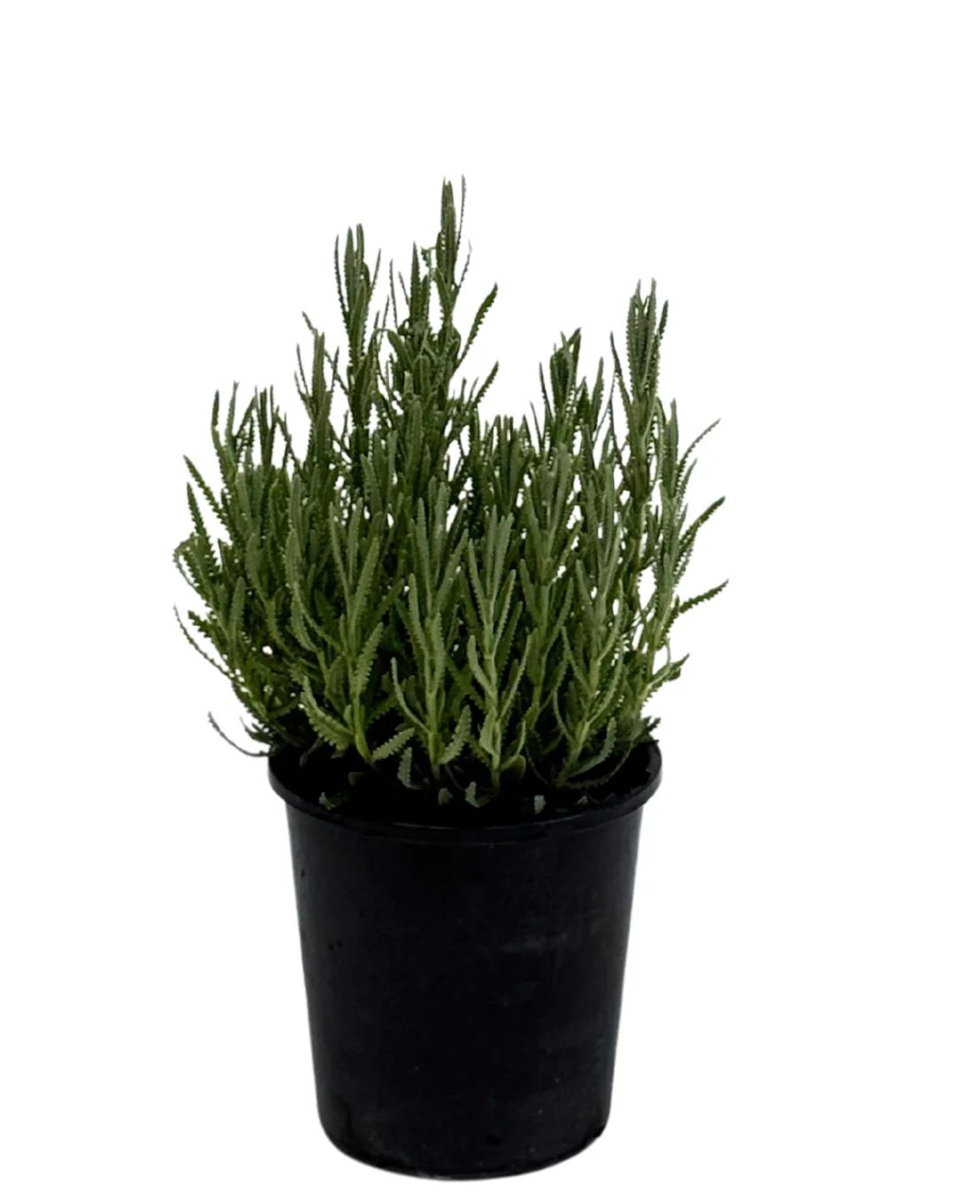 Lavandula Dentata Frenchette