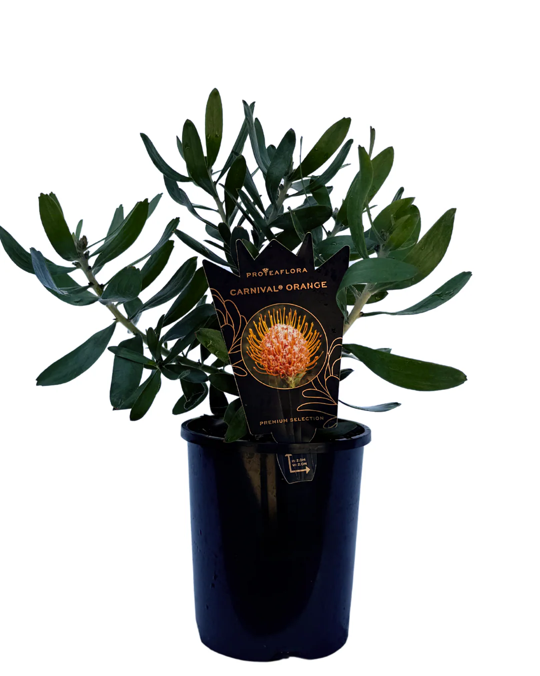 Leucospermum Carnival Orange
