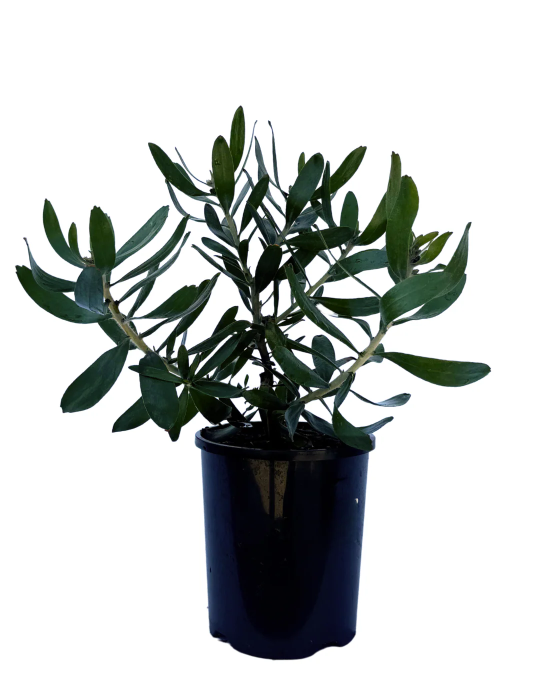 Leucospermum Carnival Orange - Image 2