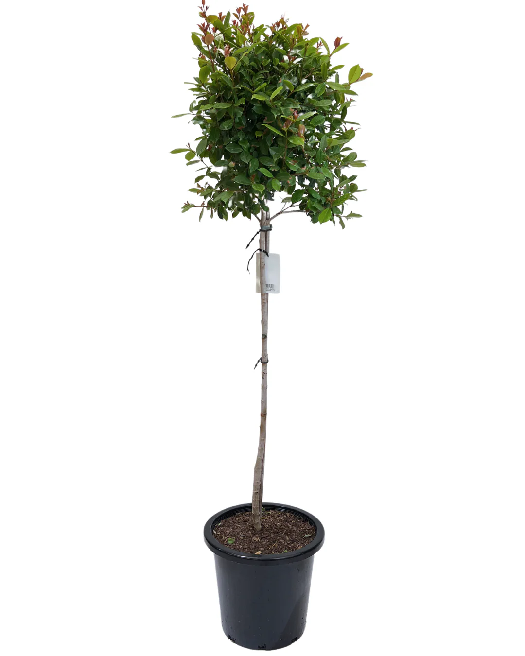 Syzygium Australe Standard