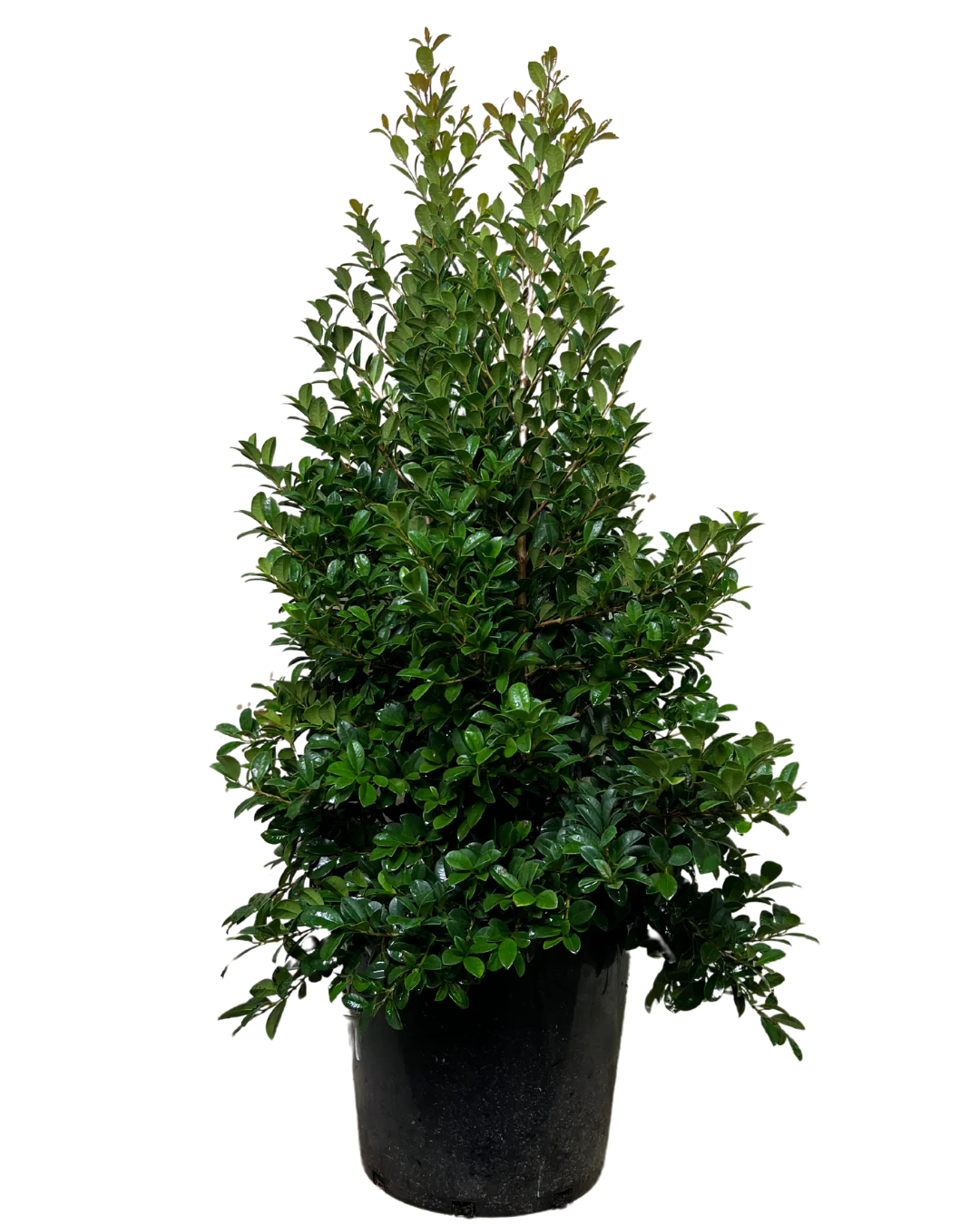 Syzygium Pinnacle