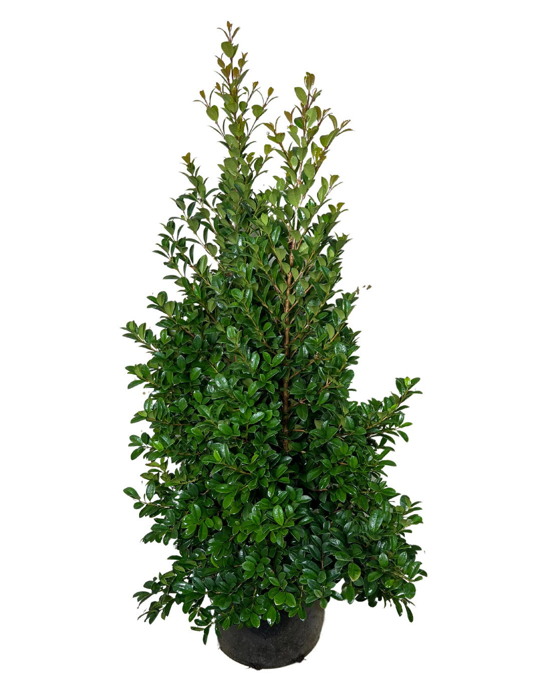 Syzygium Pinnacle - Image 2