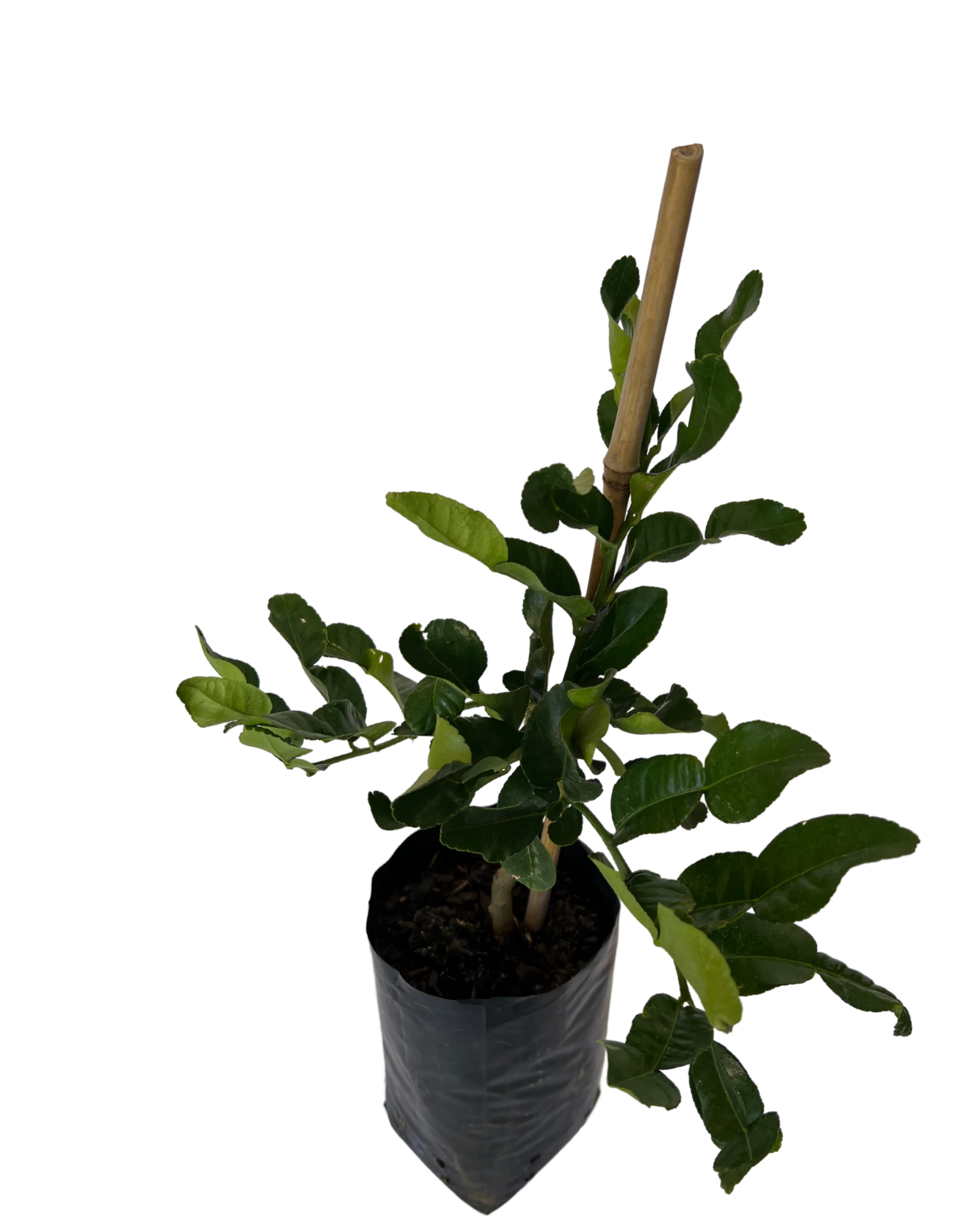 Kaffir Lime Semi-Dwarf - Image 2