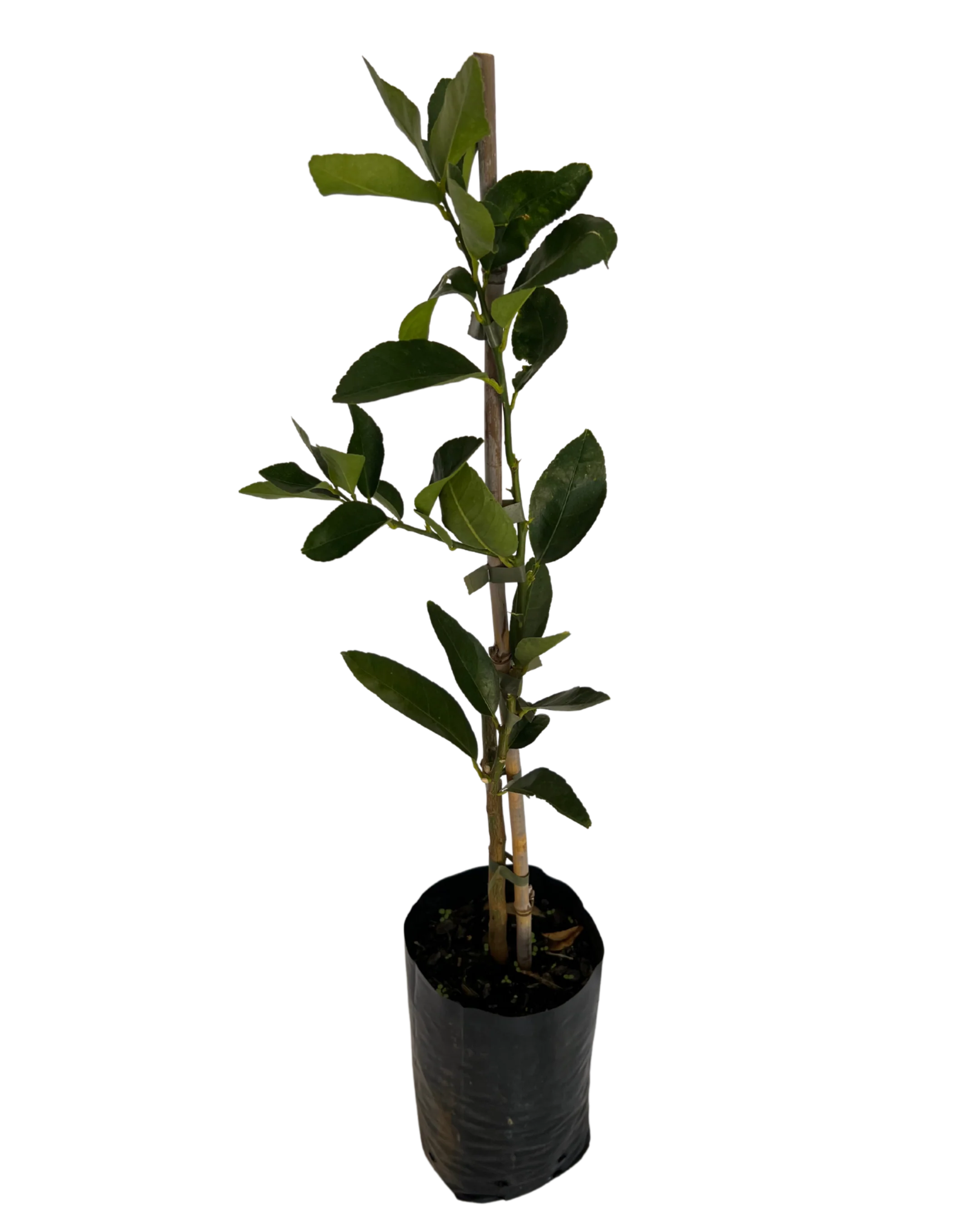 Tahitian Lime - Image 2
