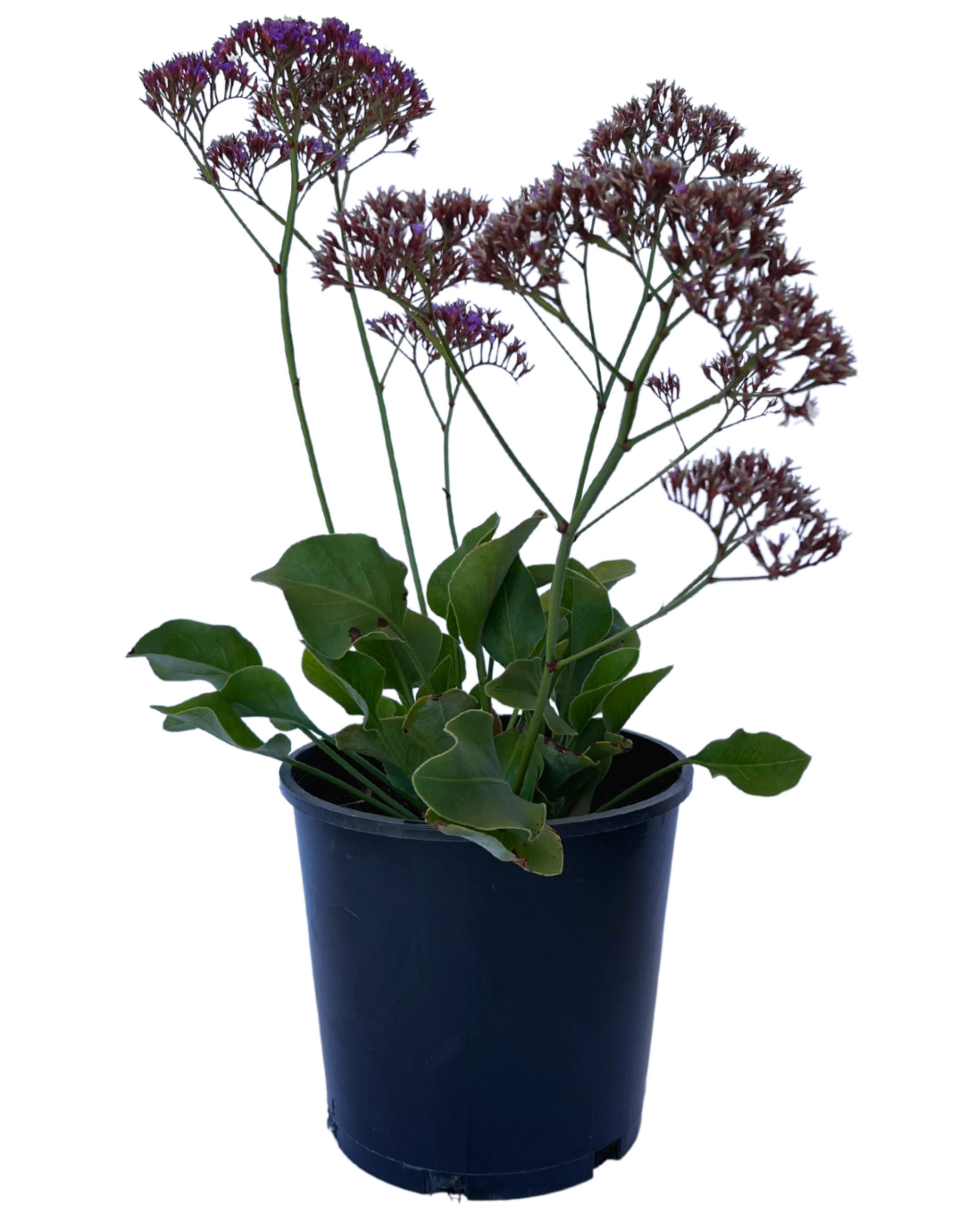 Limonium Perezii Blue