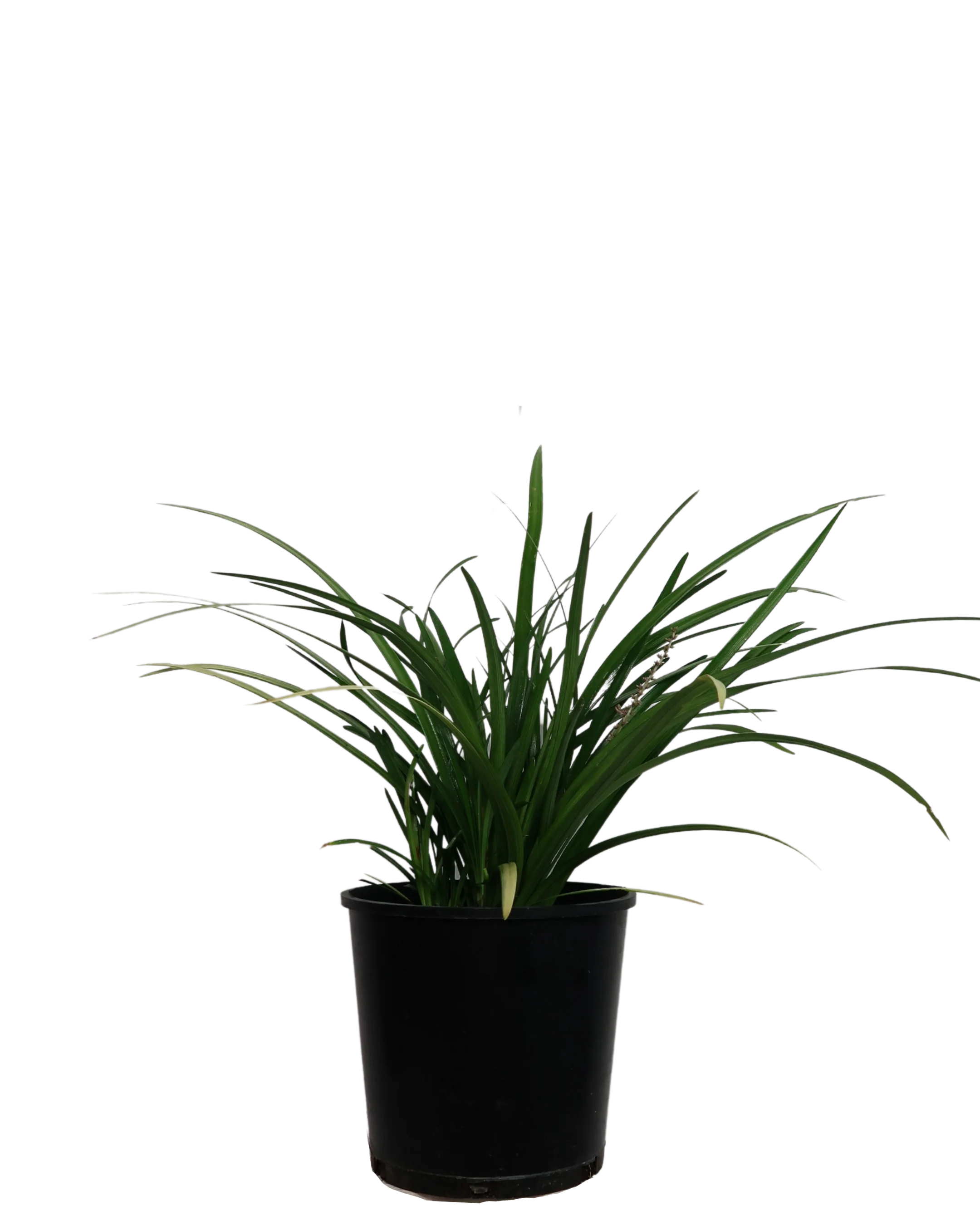 Liriope Evergreen Giant