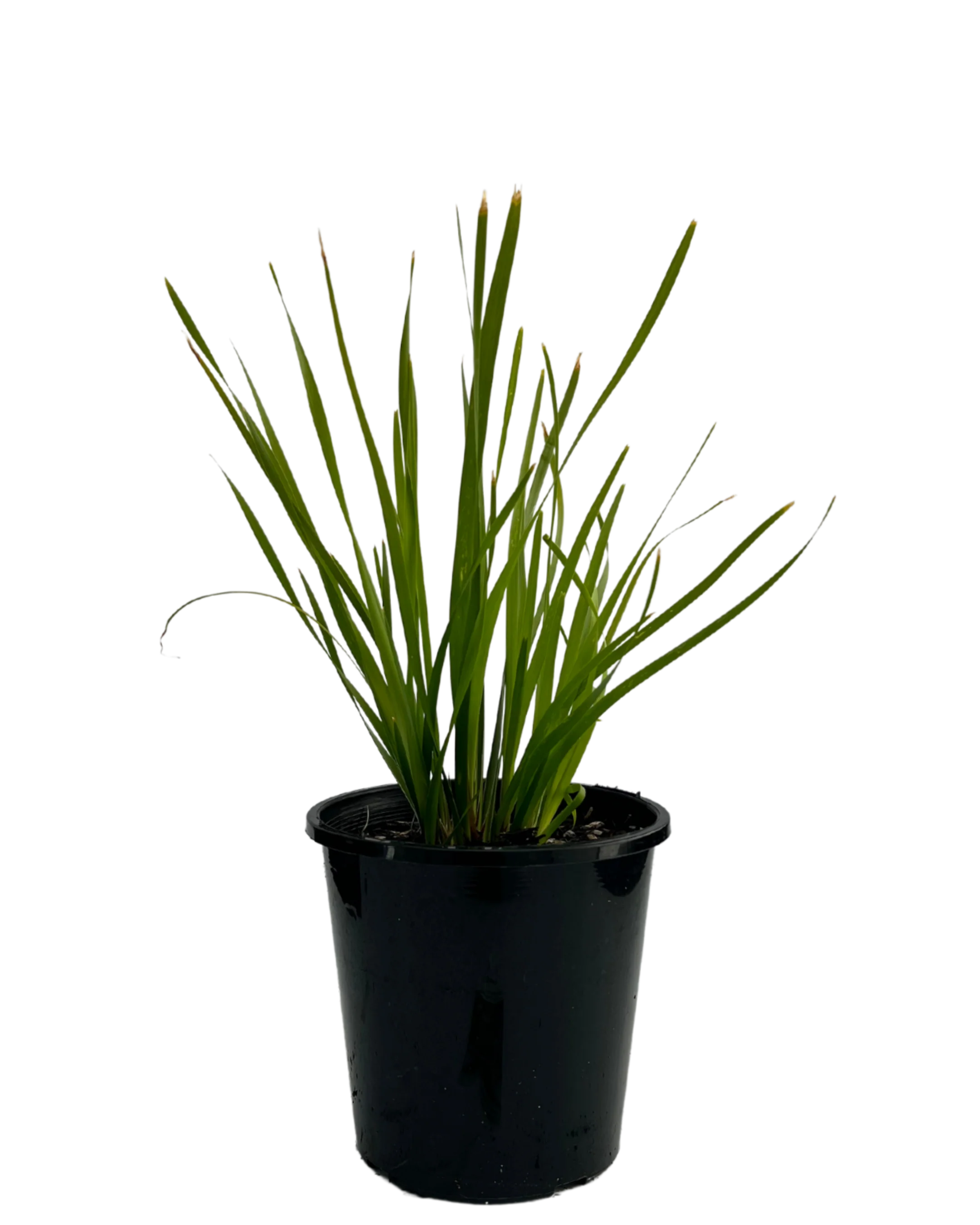 Lomandra Katrinus Deluxe