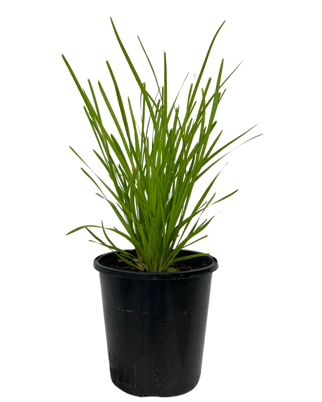 Lomandra Little Pal