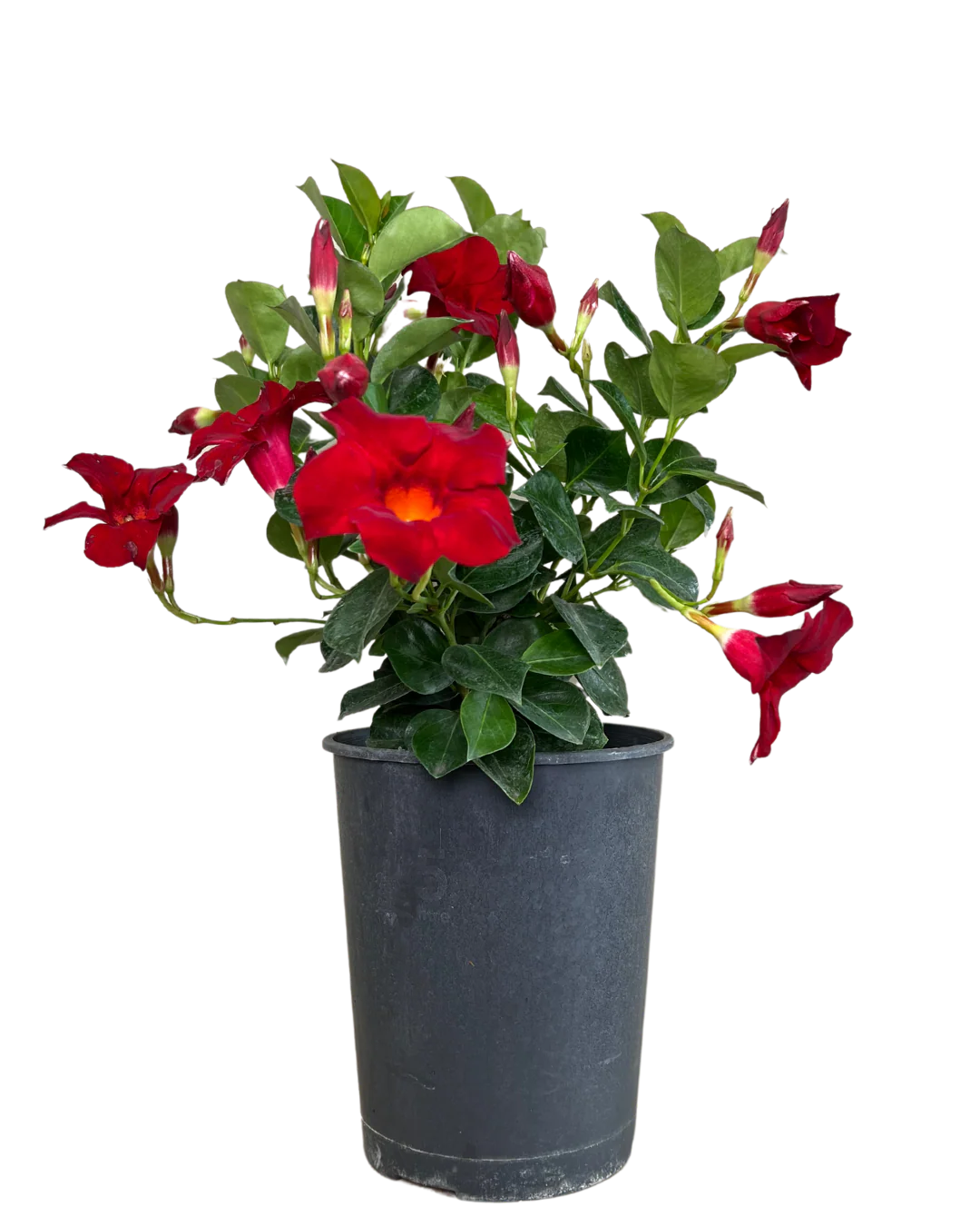 Mandevilla Crimson Fantasy