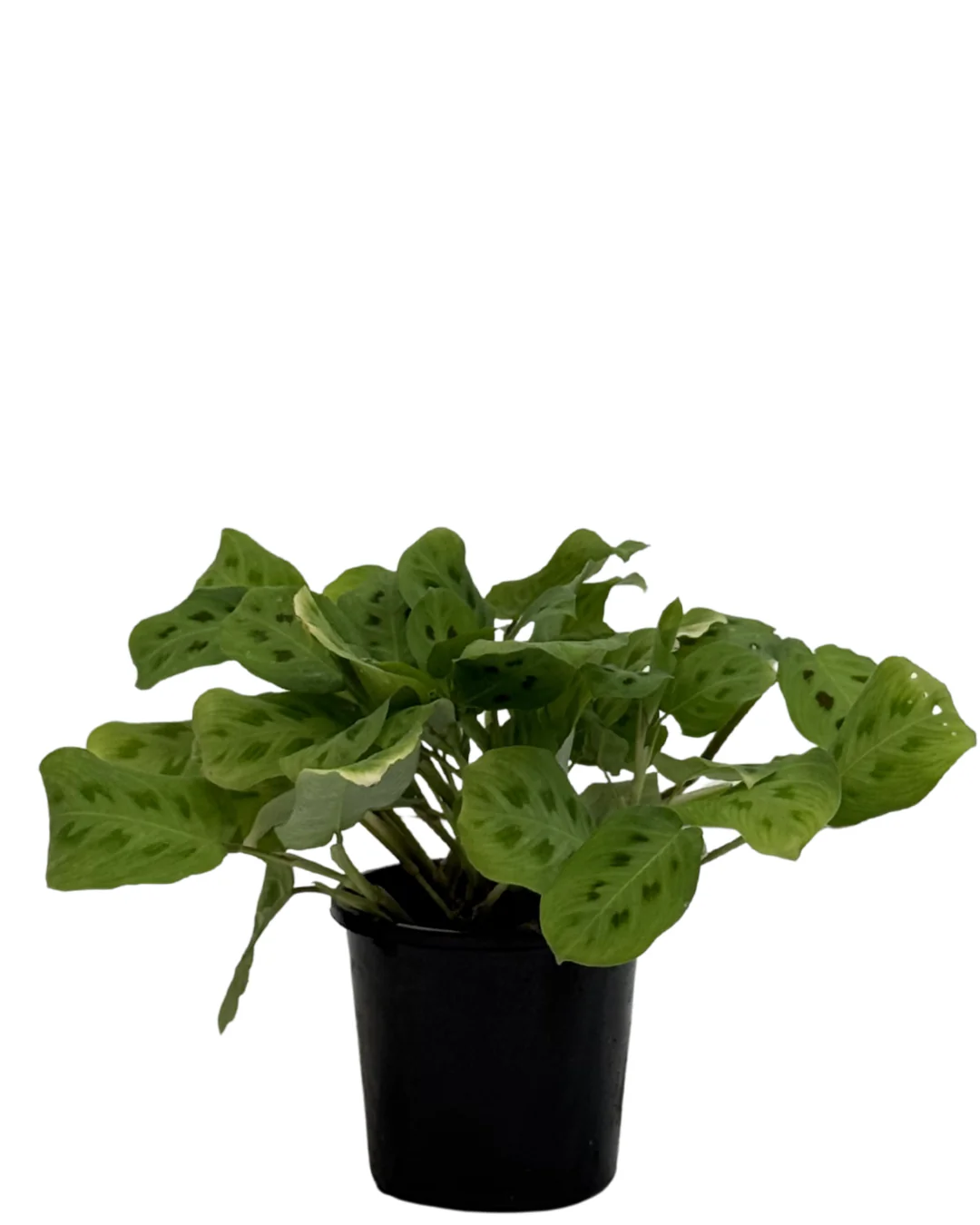 Maranta Kerchoveana
