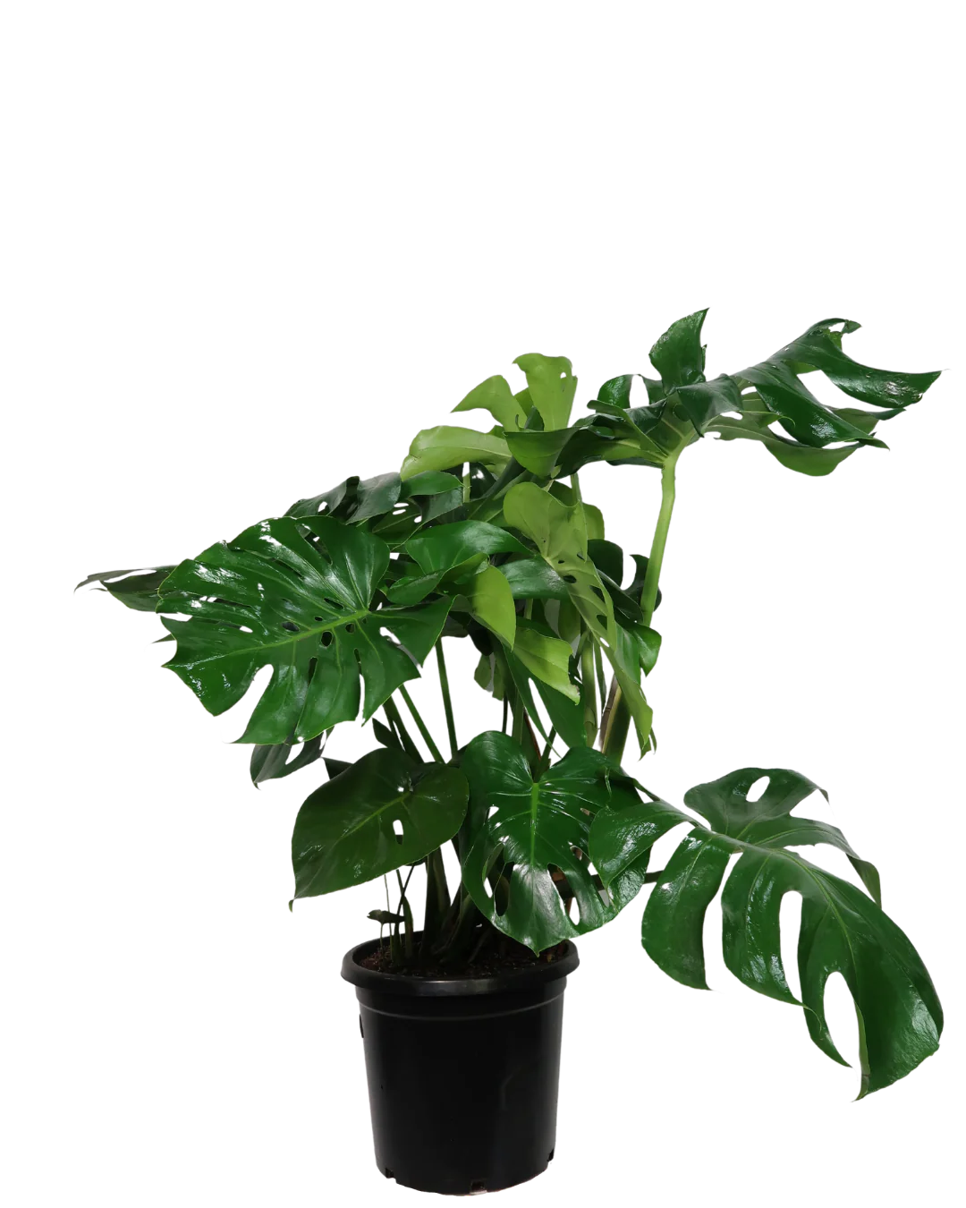 Monstera Deliciosa