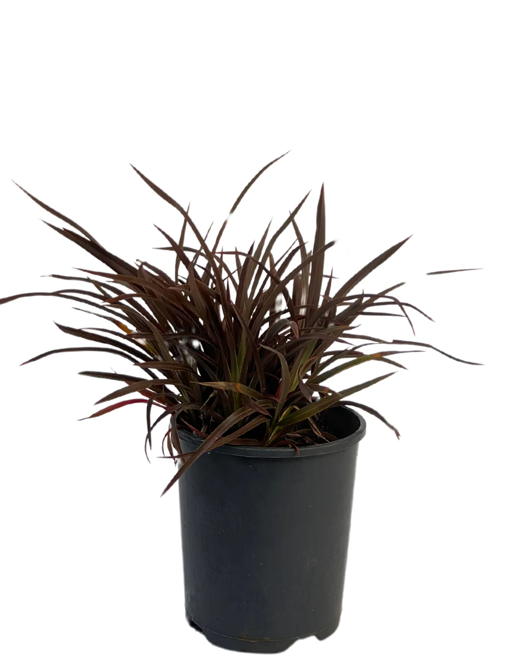 Phormium Sweet Mist
