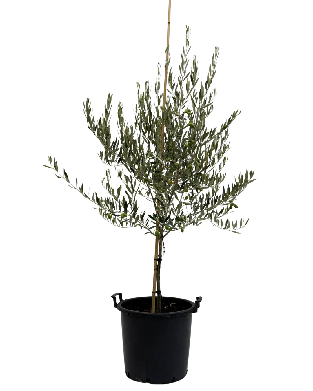 Olive - Olea Spanish Queen