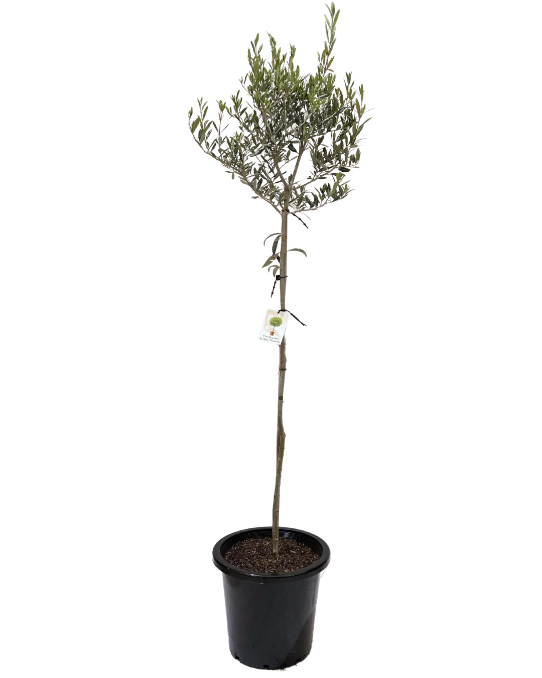 Olive - Olea Standard