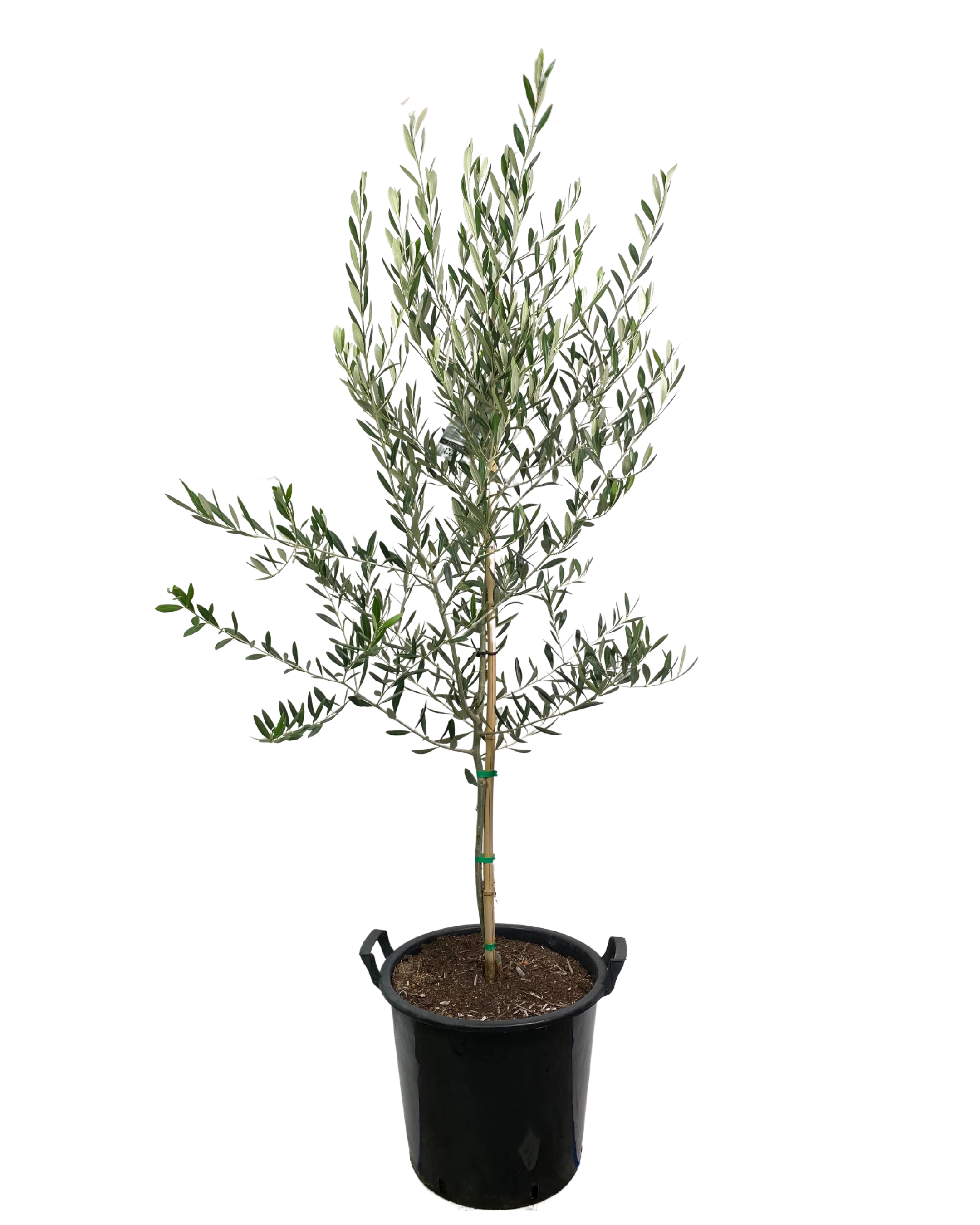 Olive - Olea Europaea Mission