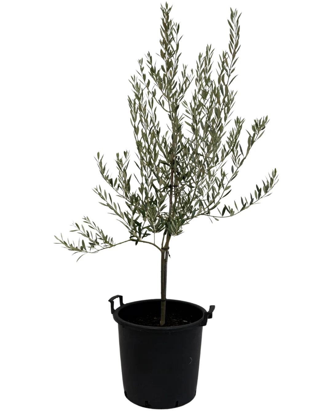 Olive - Olea Manzanillo