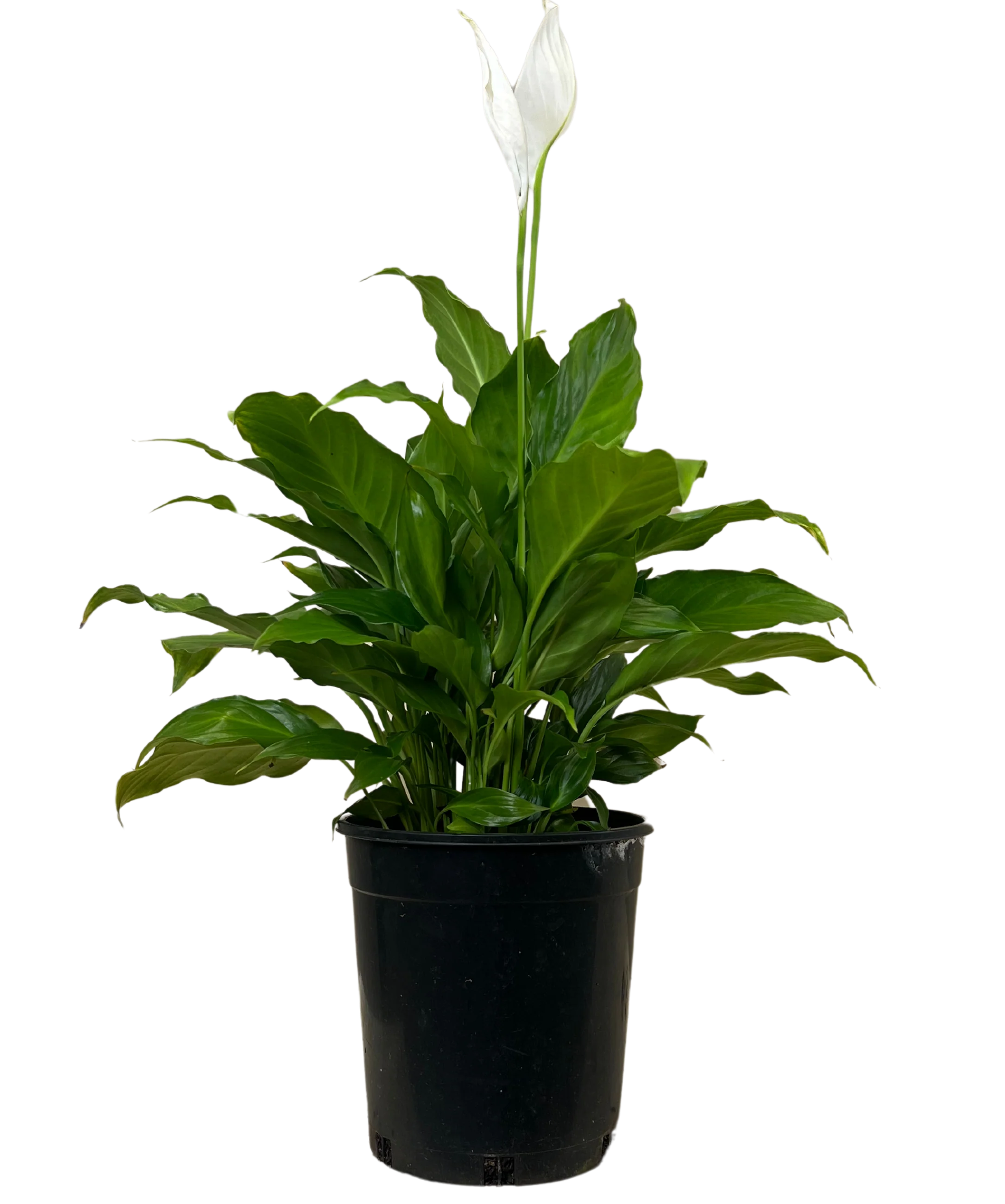 Spathiphyllum Sweet Romano