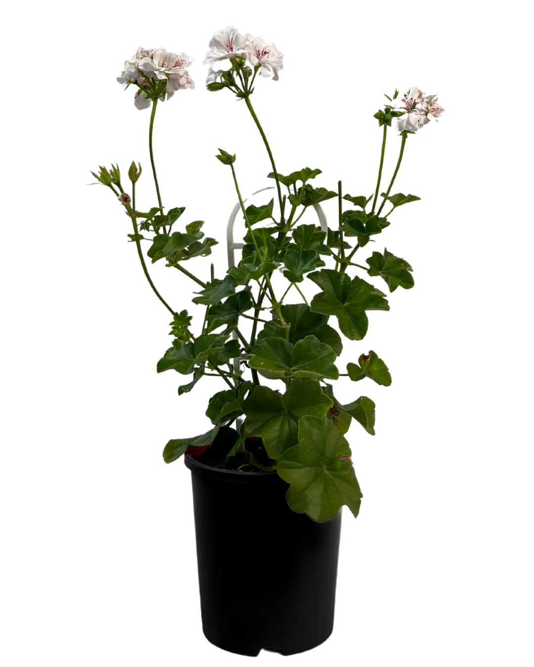 Pelargonium Great Balls of Fire White