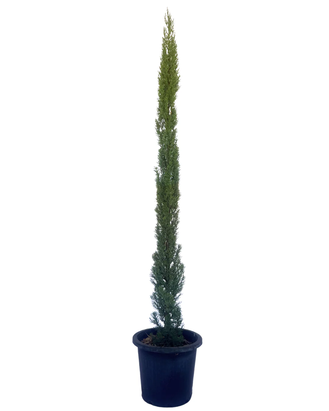 Pencil Pine - Cupressus Sempervirens Glauca