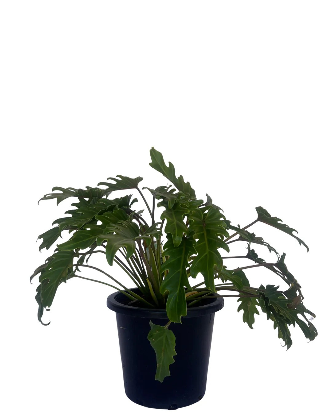 Philodendron Xanadu