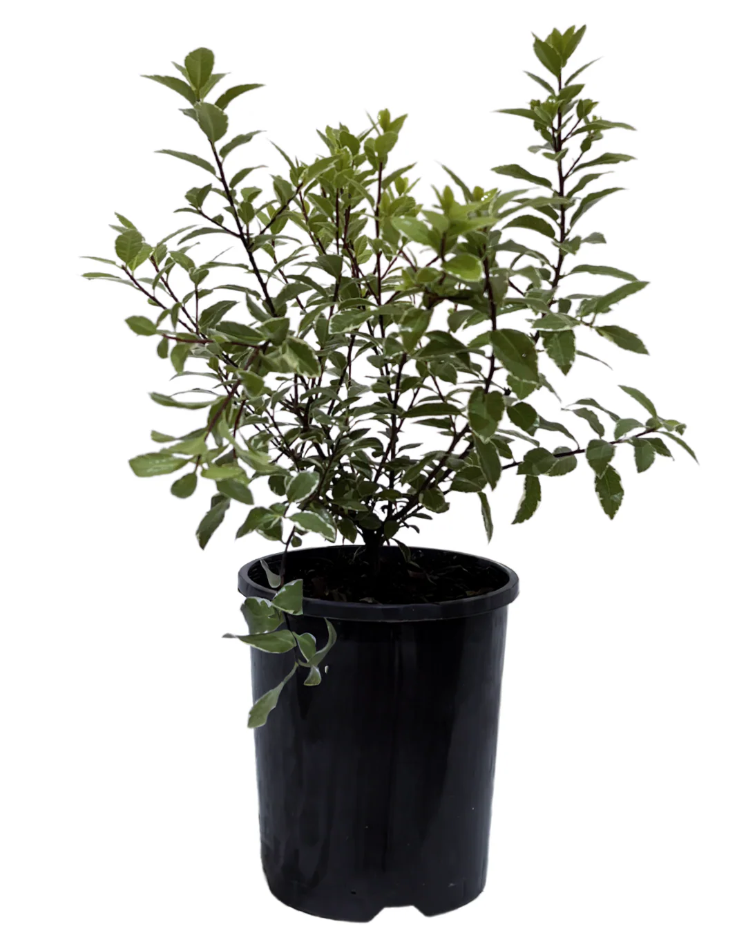 Pittosporum Hole in One