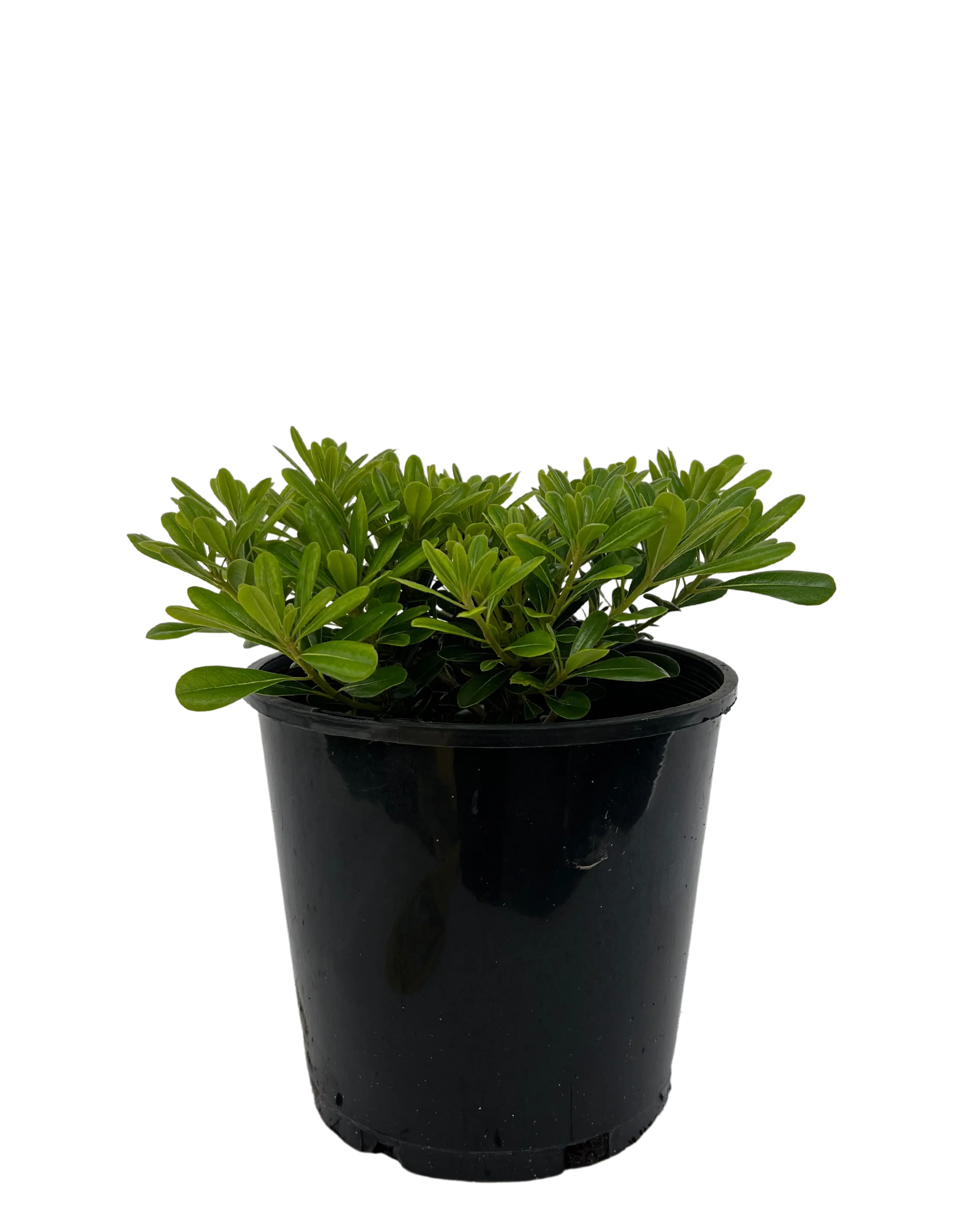 Pittosporum Miss Muffet