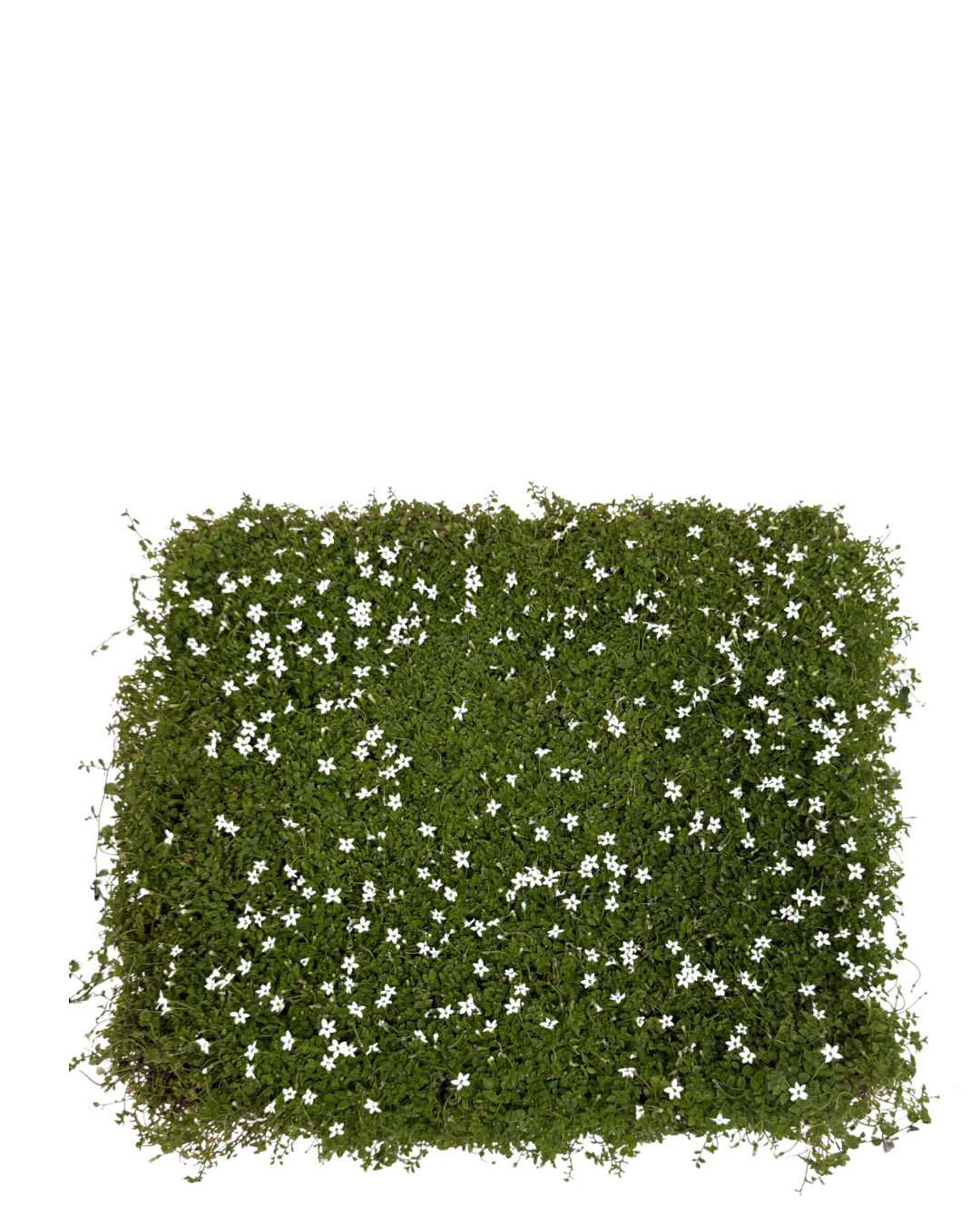 Pratia White Tray - Image 2