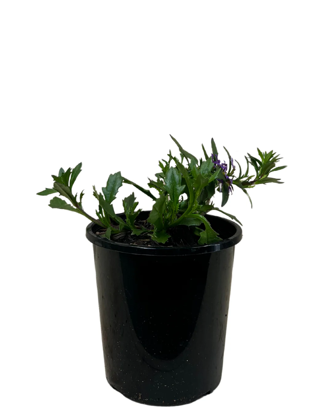Scaevola Bondi Blue