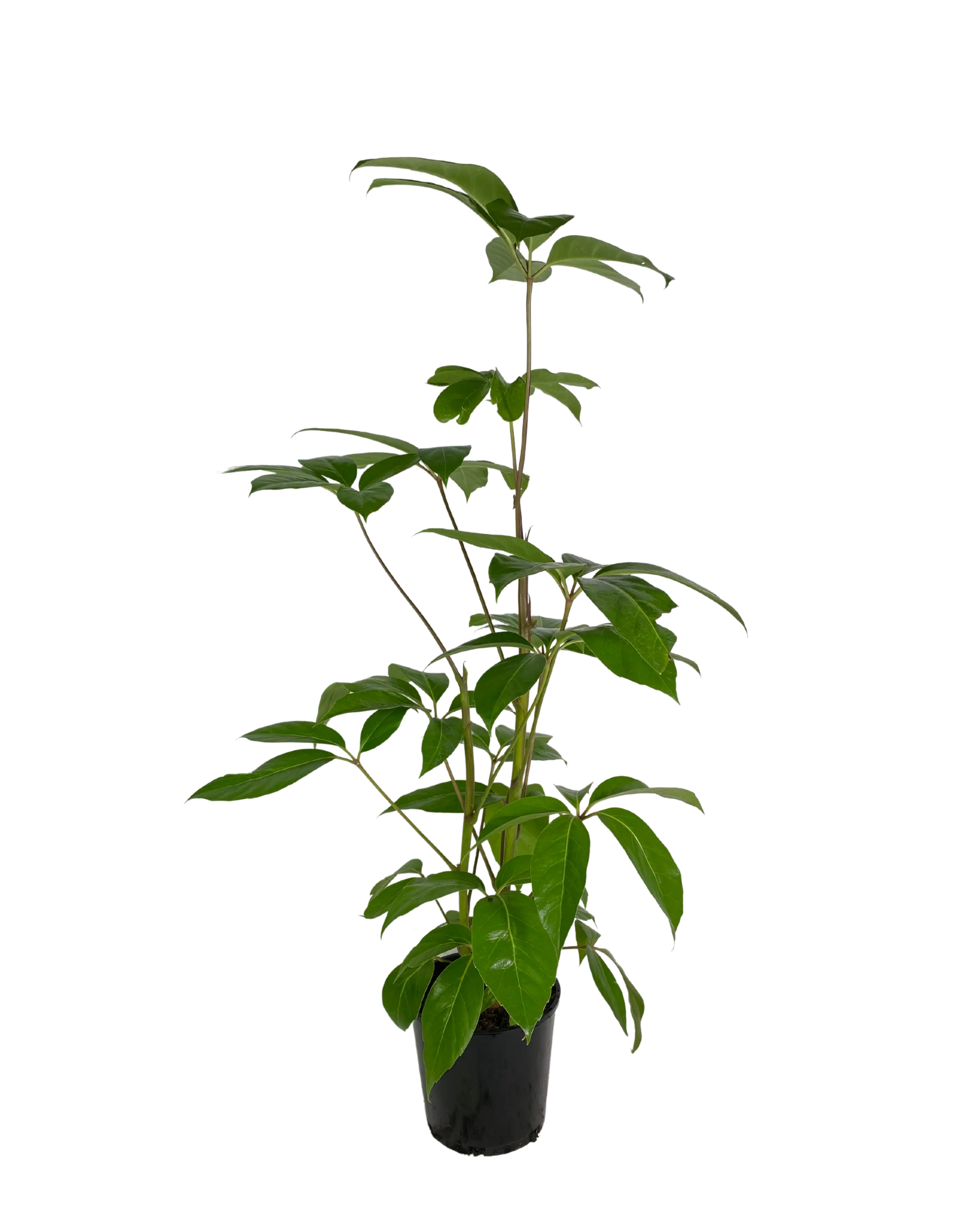 Schefflera Amate