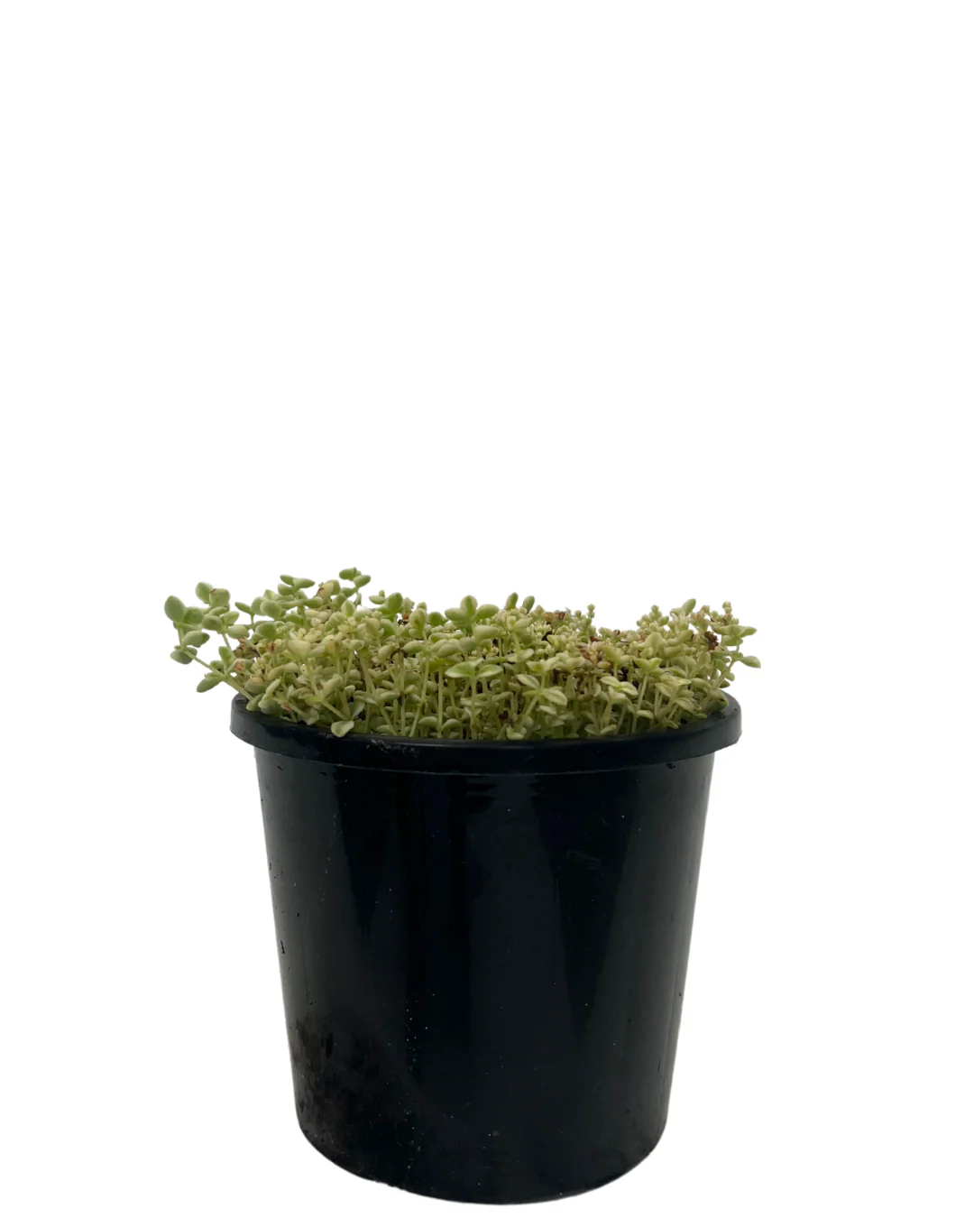 Sedum Little Missy