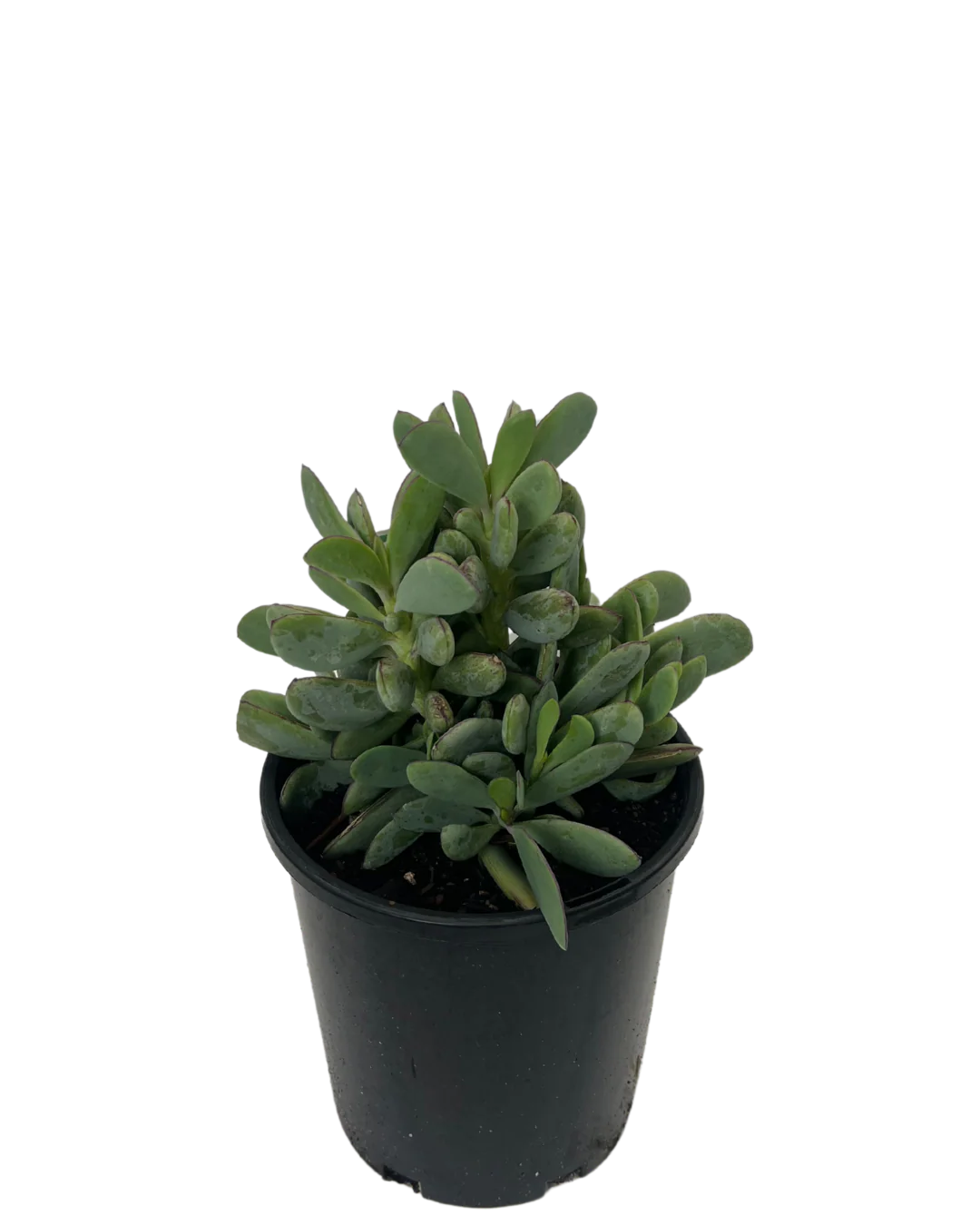 Senecio Angel Wings - Image 2