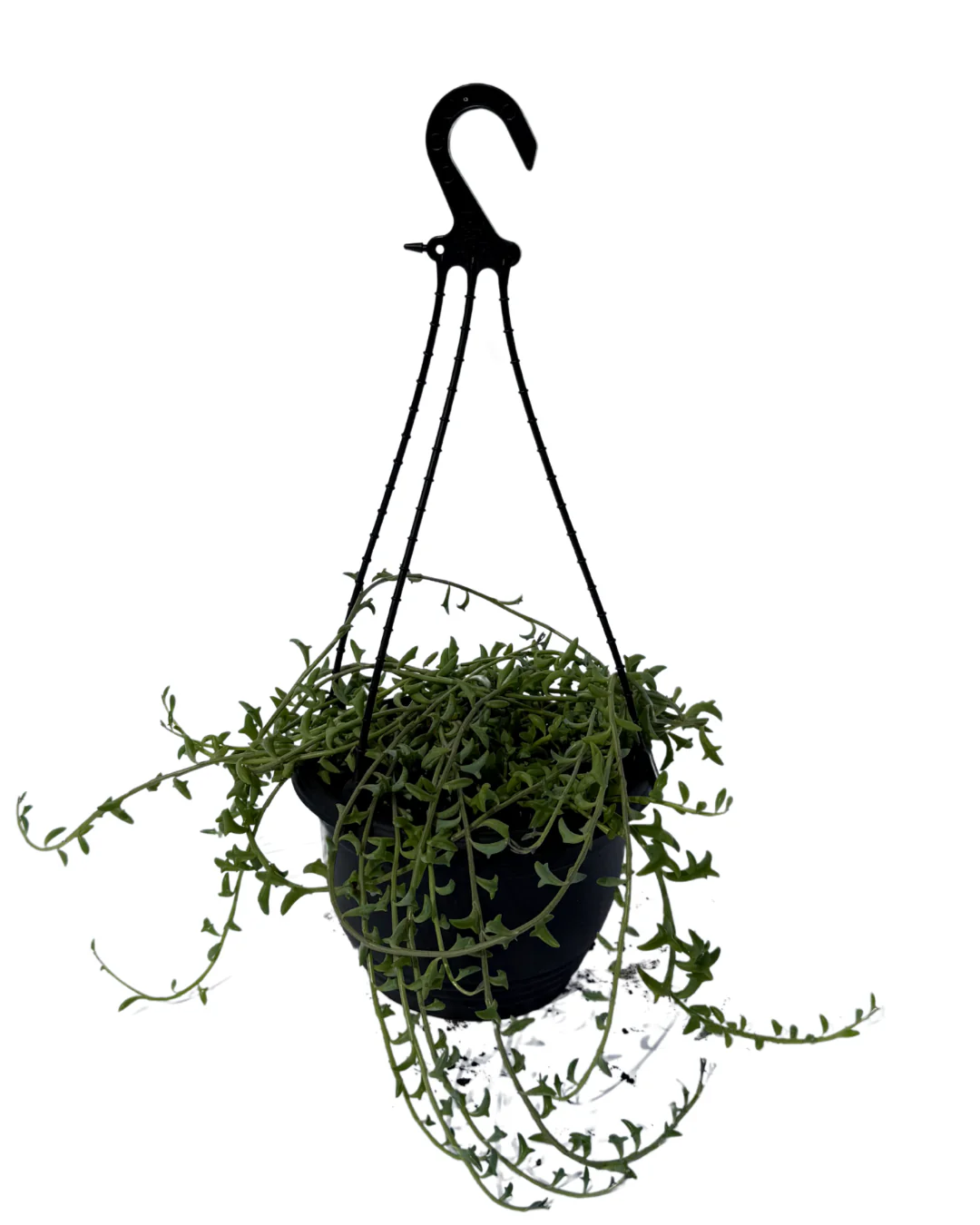 Senecio String of Bananas - Hanging Basket