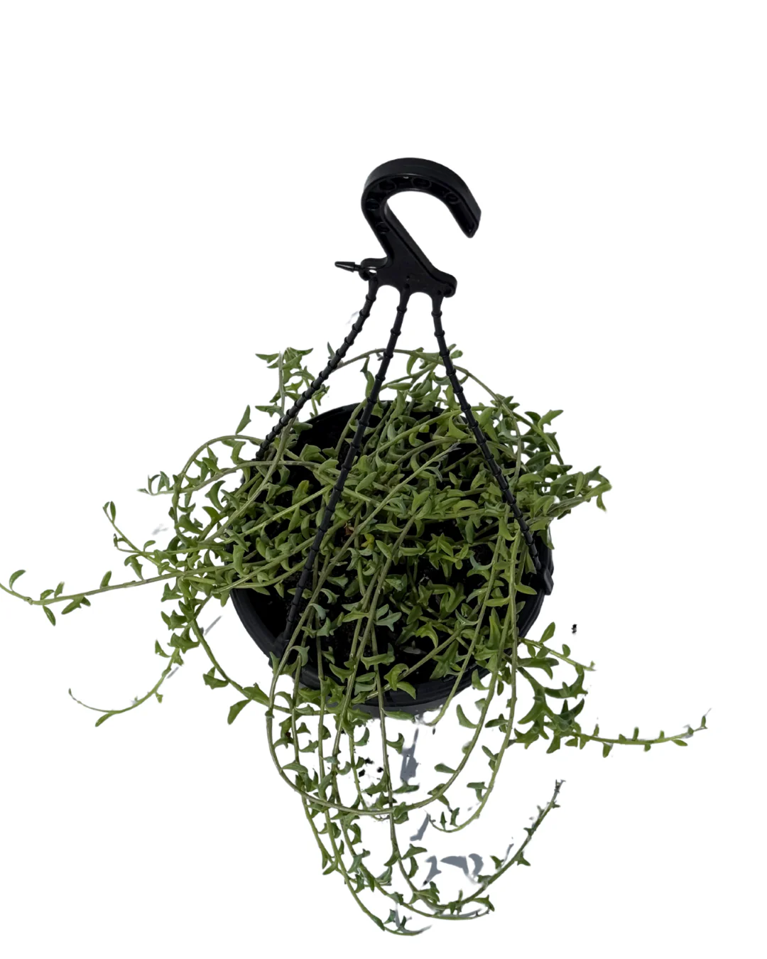 Senecio String of Bananas - Hanging Basket - Image 2