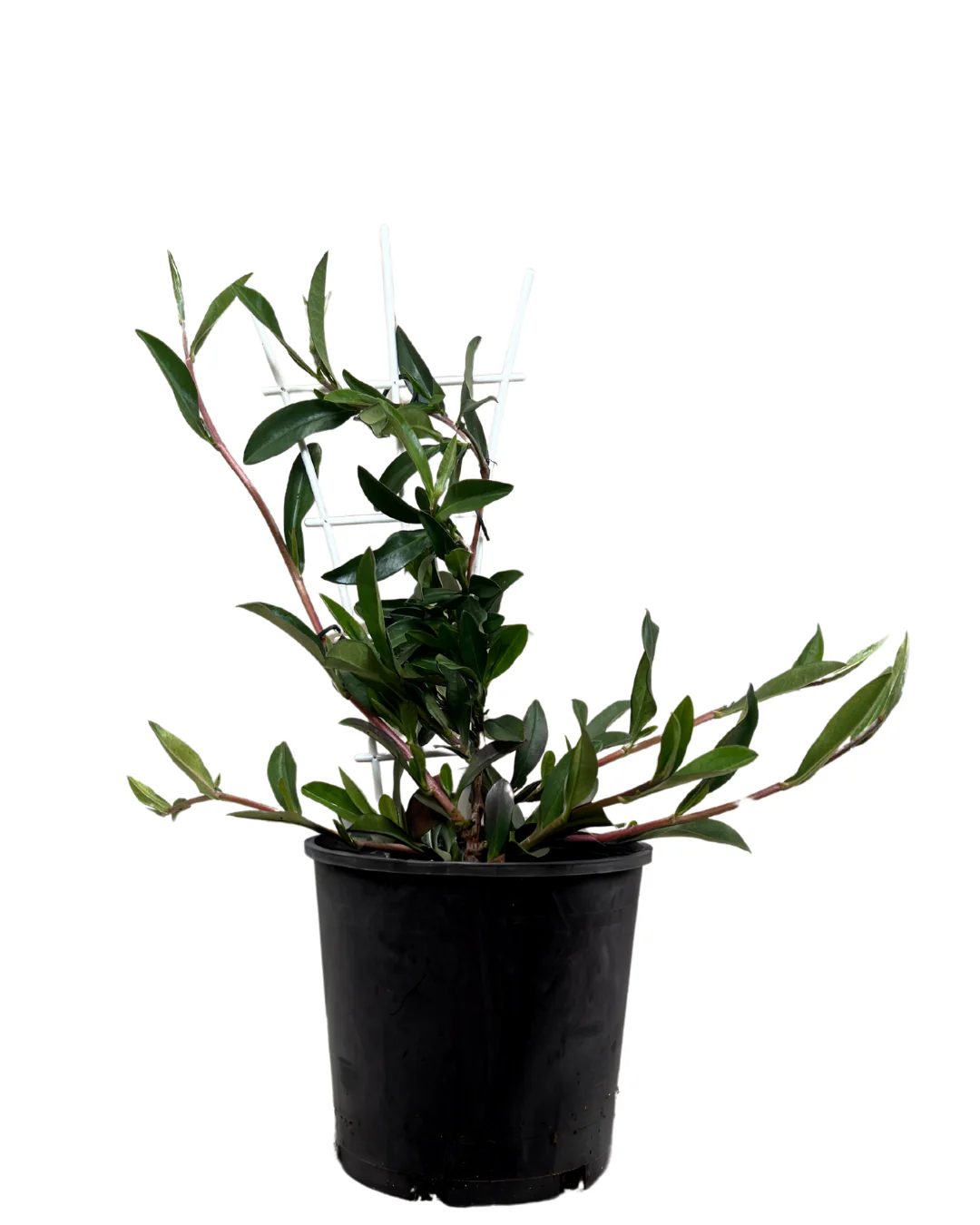 Snake Vine - Hibbertia Scandens