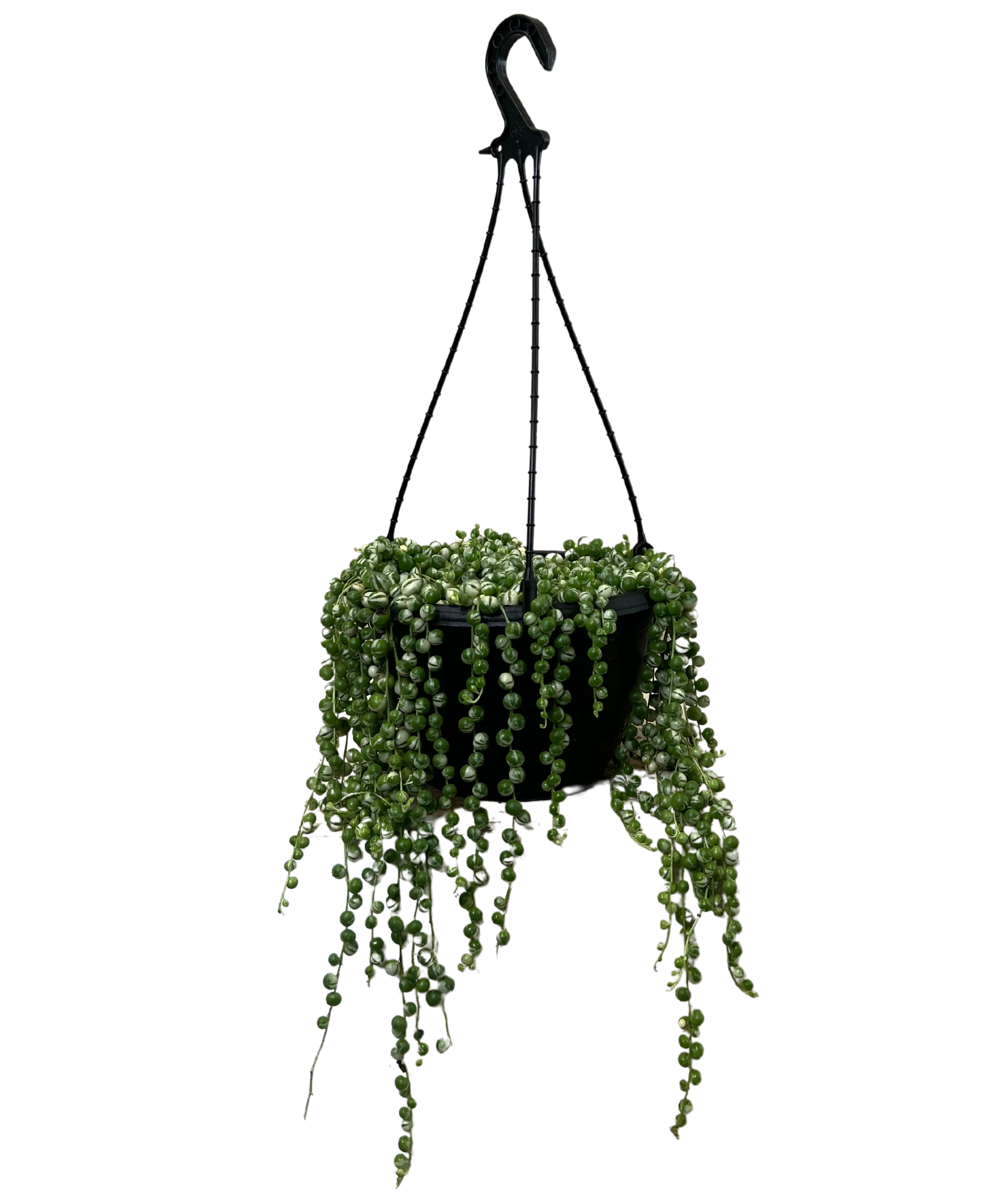 Senecio String of Pearls - Hanging Basket