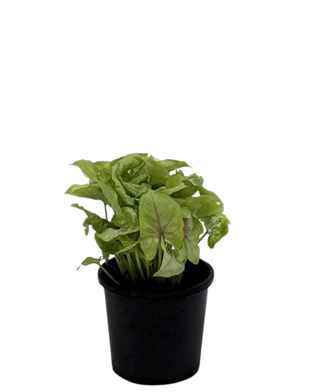 Syngonium Gold Allusion