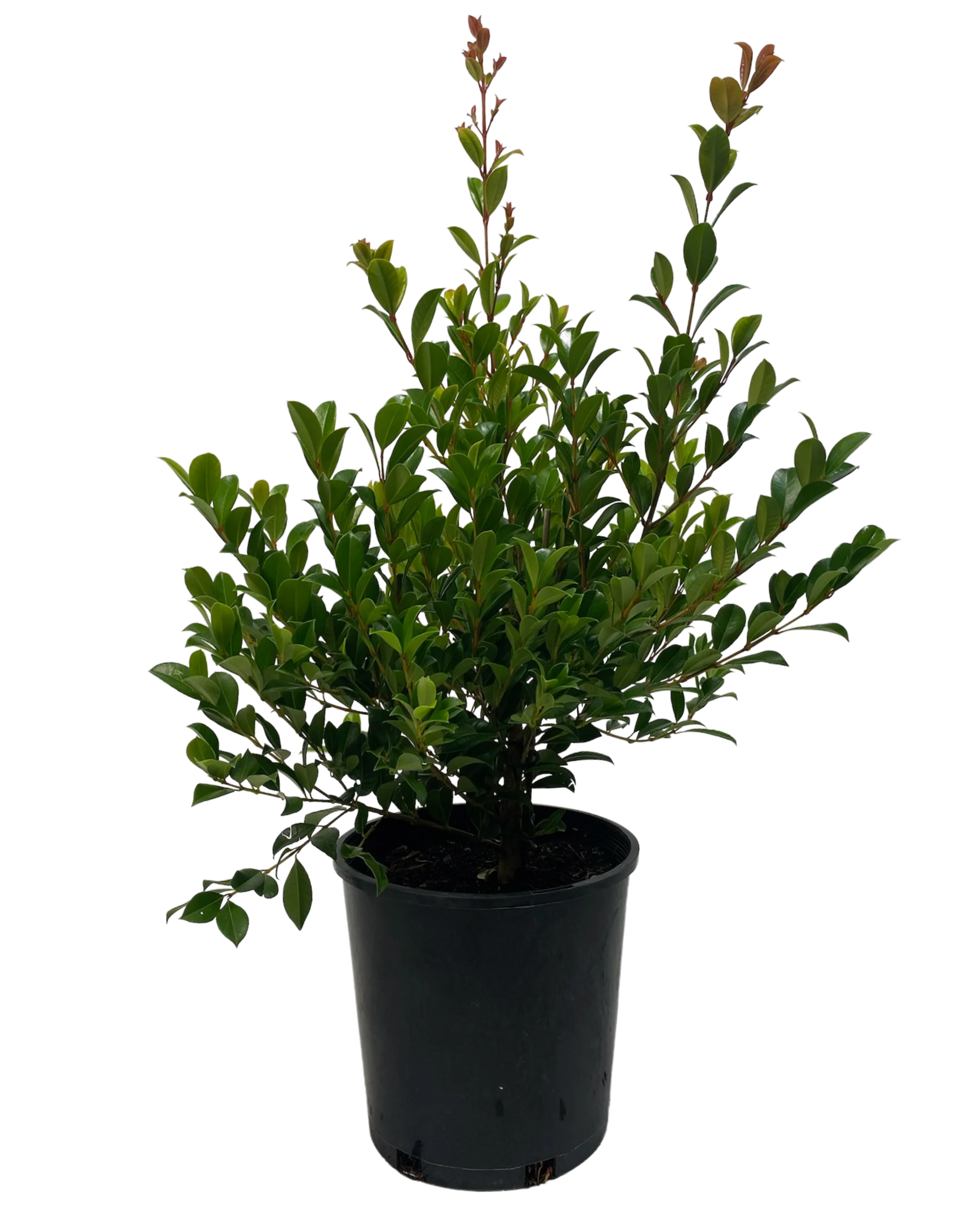 Syzygium Australe Resilience