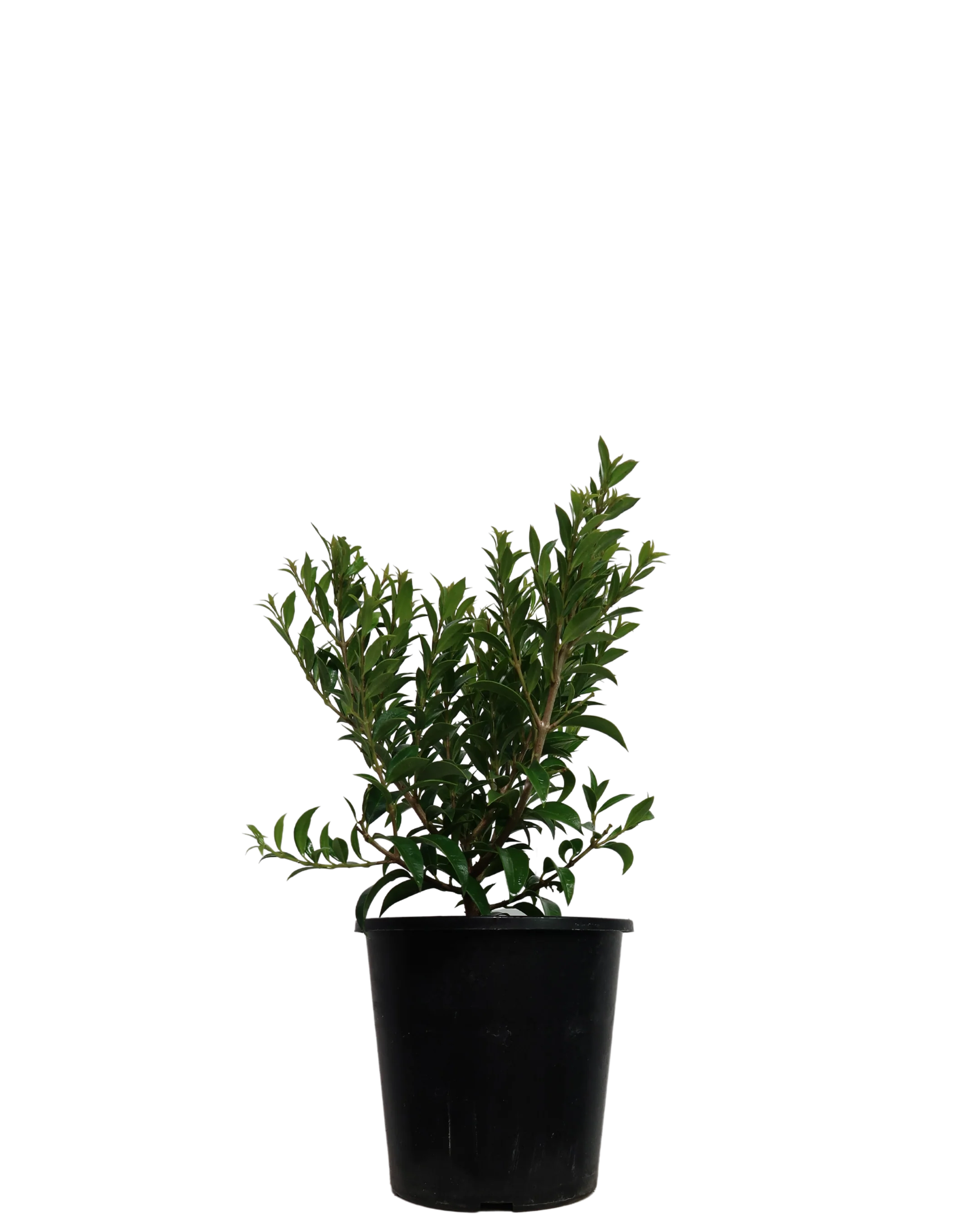 Syzygium Bush Christmas