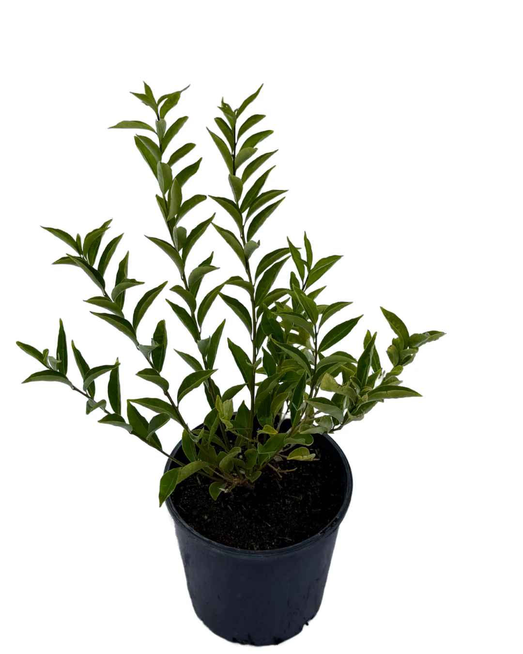 Tibouchina Jazzie