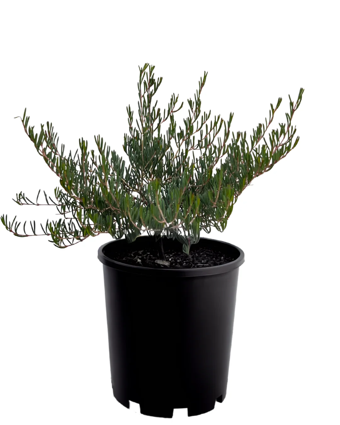 Verticordia Mitchelliana