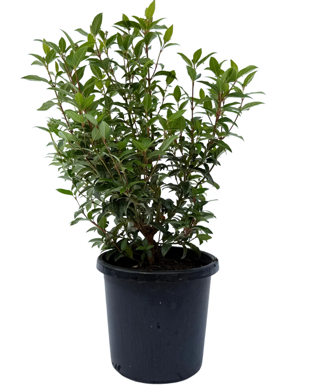 Viburnum Tinus Anvi