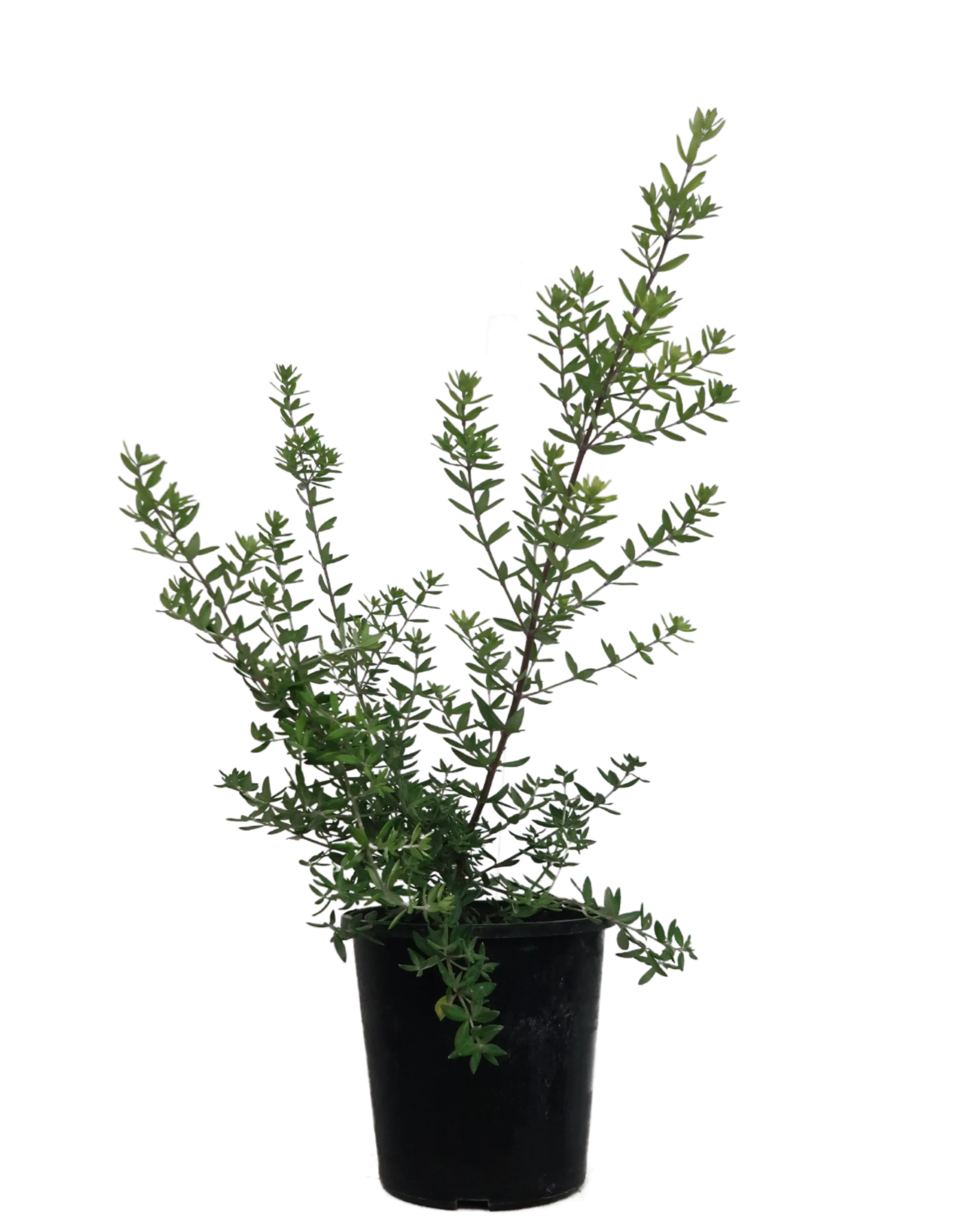 Westringia Naringa