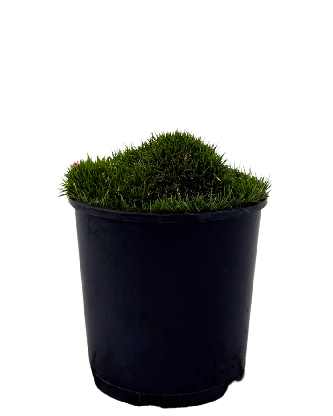 Zoysia Zen